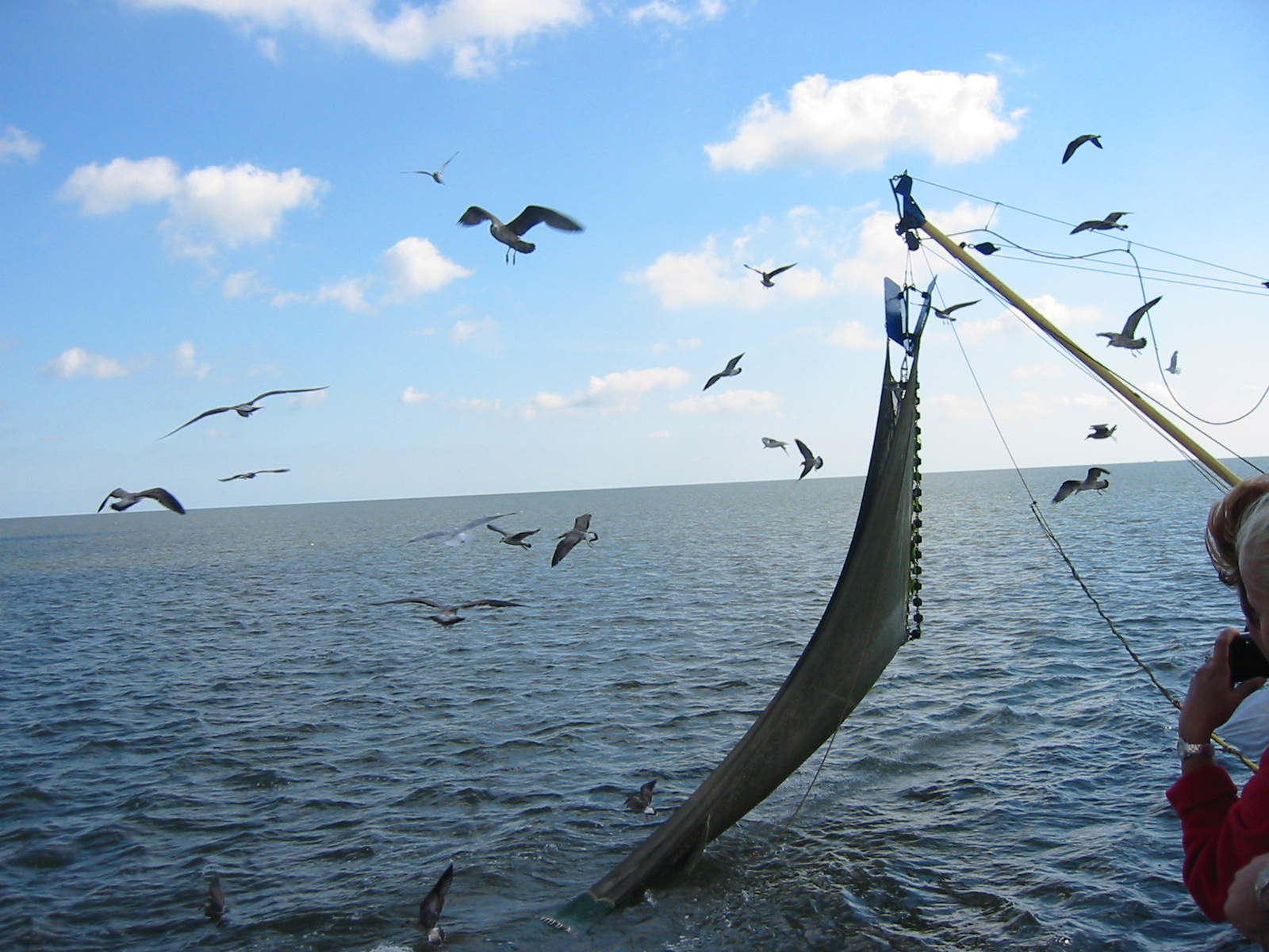 jaap seagulls fishermen fishing net sea gulls flying nets