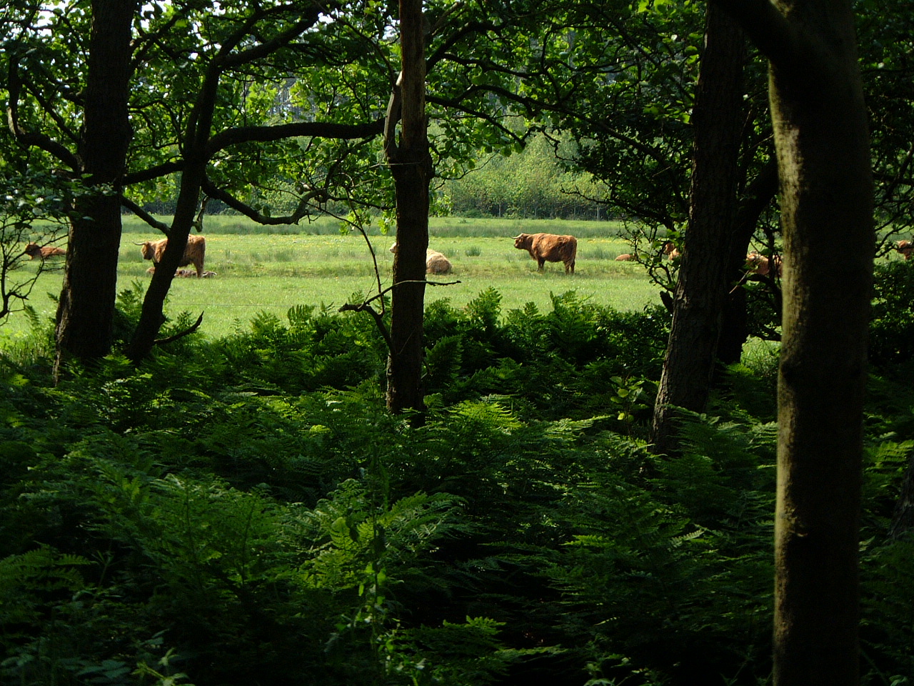 cows in meadow field trees green maartent