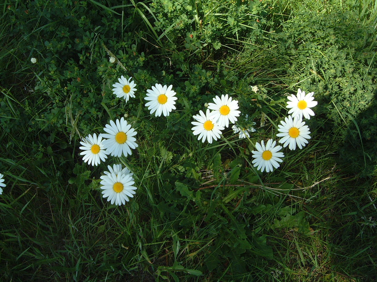 maartent flowers white summer summertime warm field bunch of