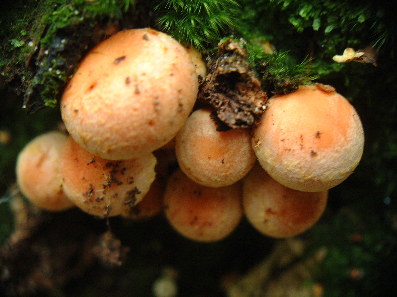 mushrooms mushroom toadstool on bark maartent