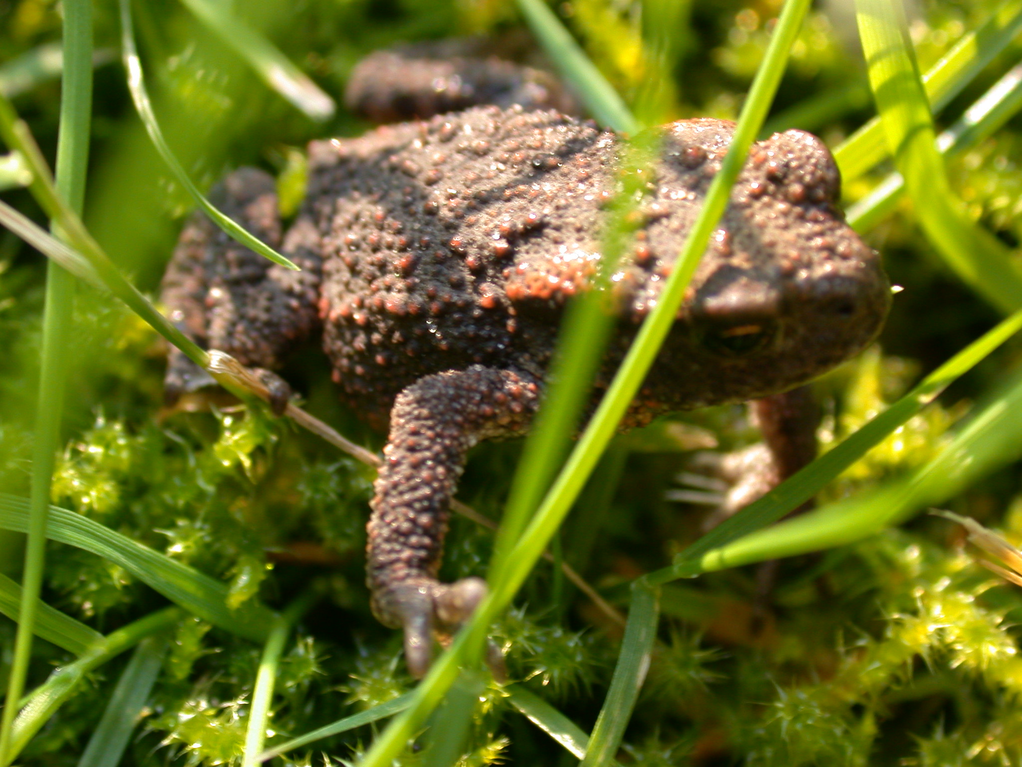 marceladmiraal frog in grass amphibian