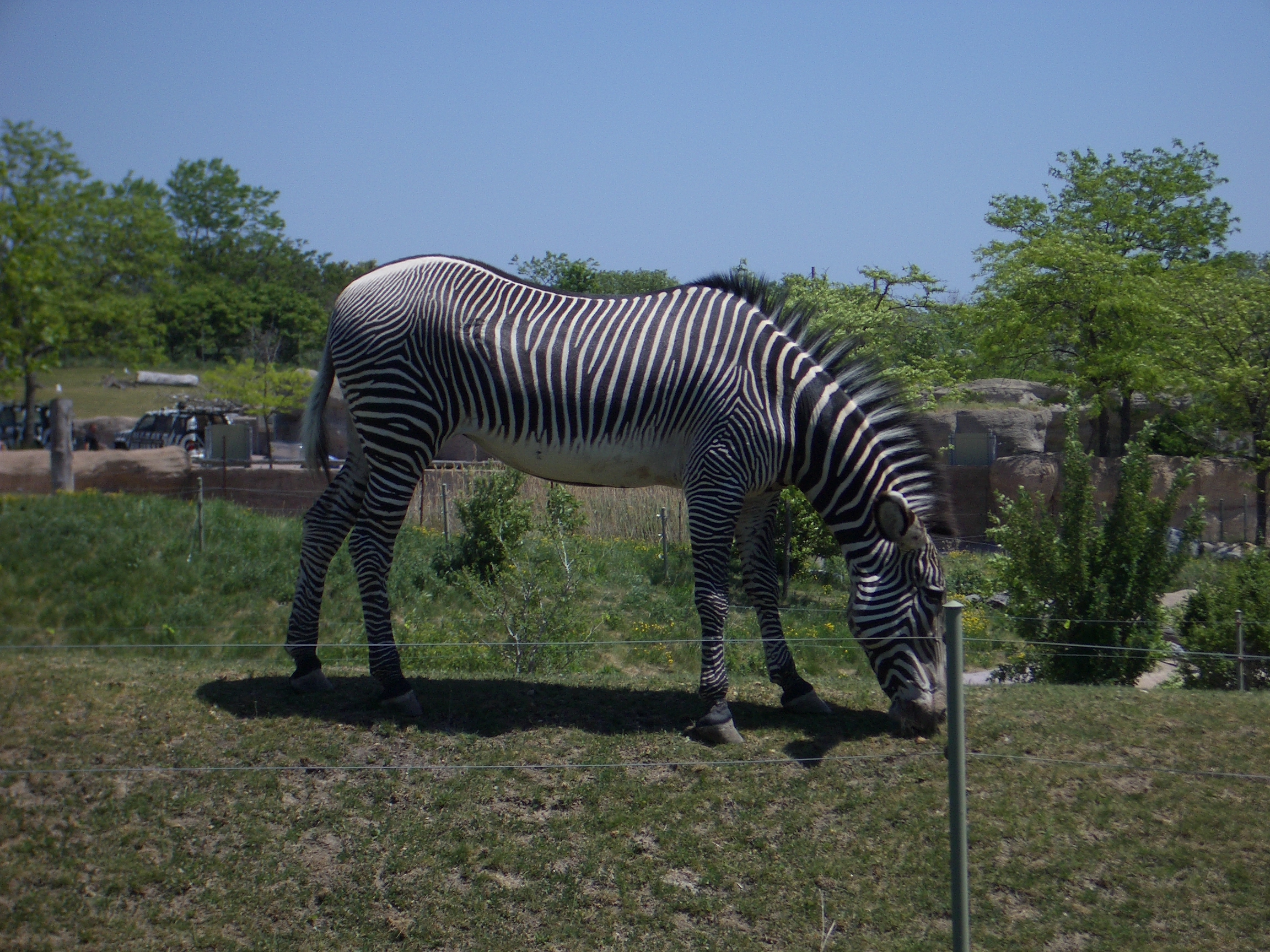 mattphilip matt philip mammal animal zebra striped stripes black and white mane legs hoofs