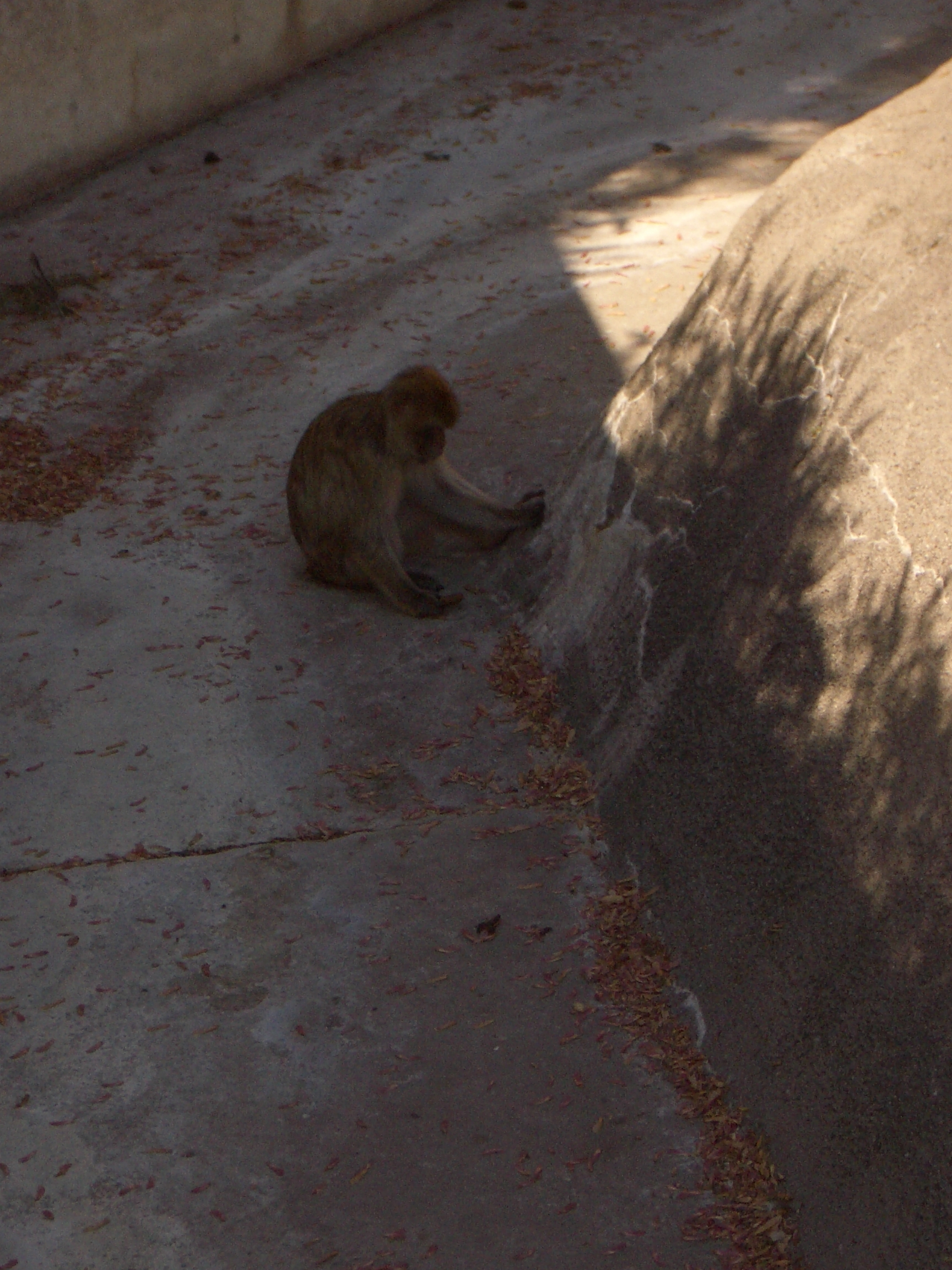 mattphilip monkey ape in the shape touching a boulder furry fur zoo