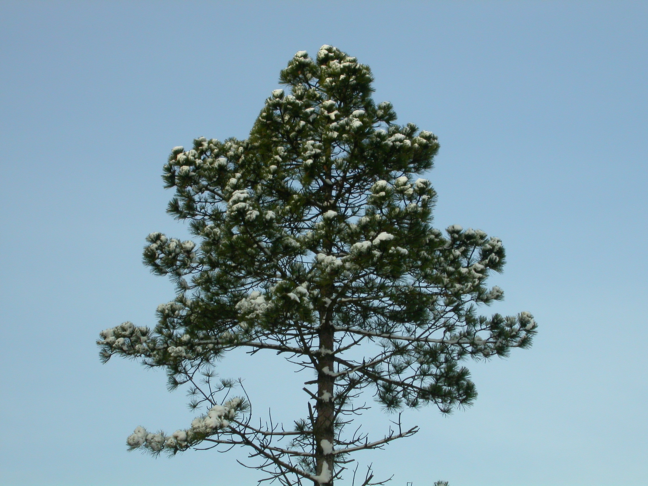 paul tree pine green snow top treetops
