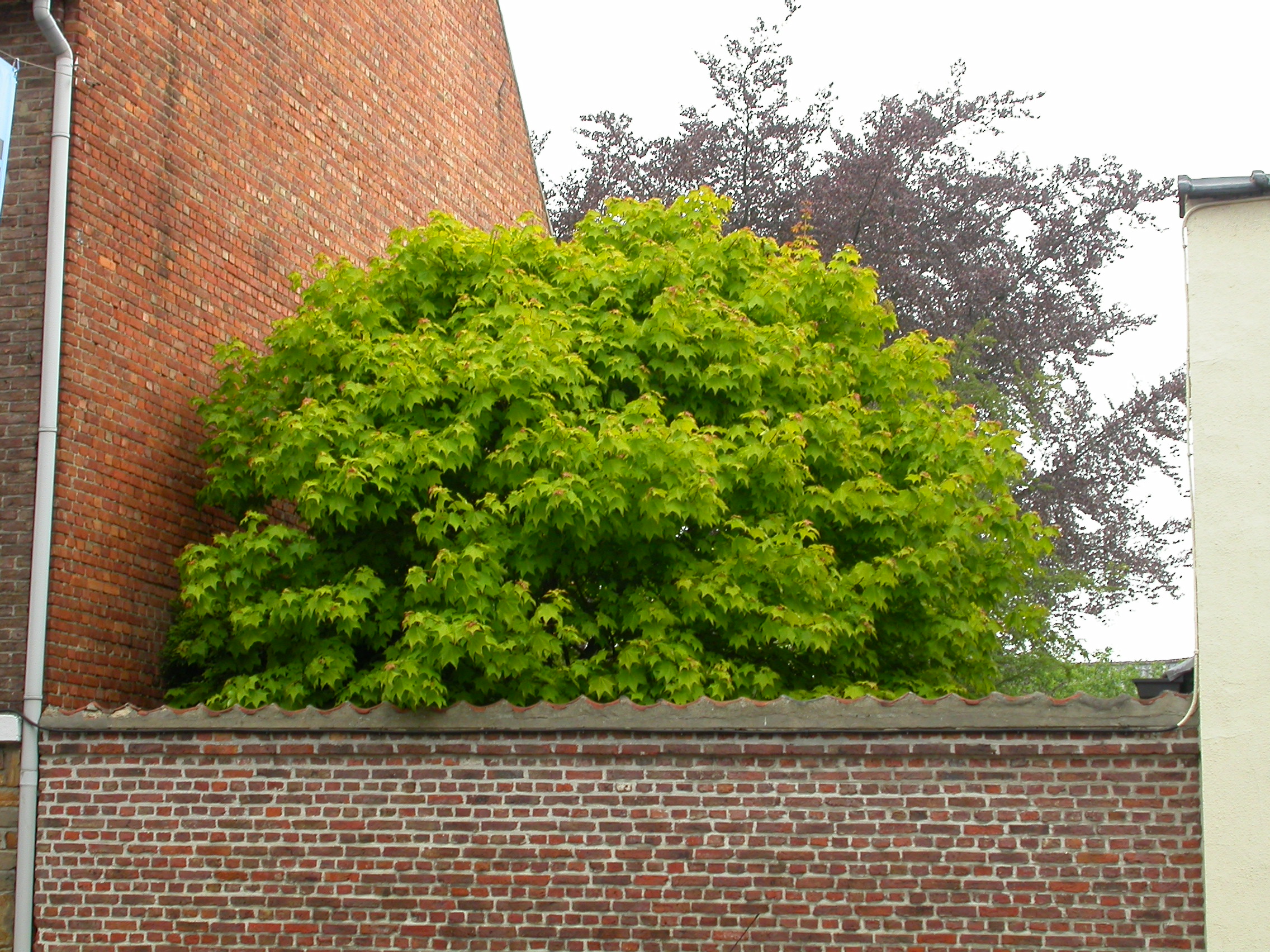 paul tree leafs green top garden wall