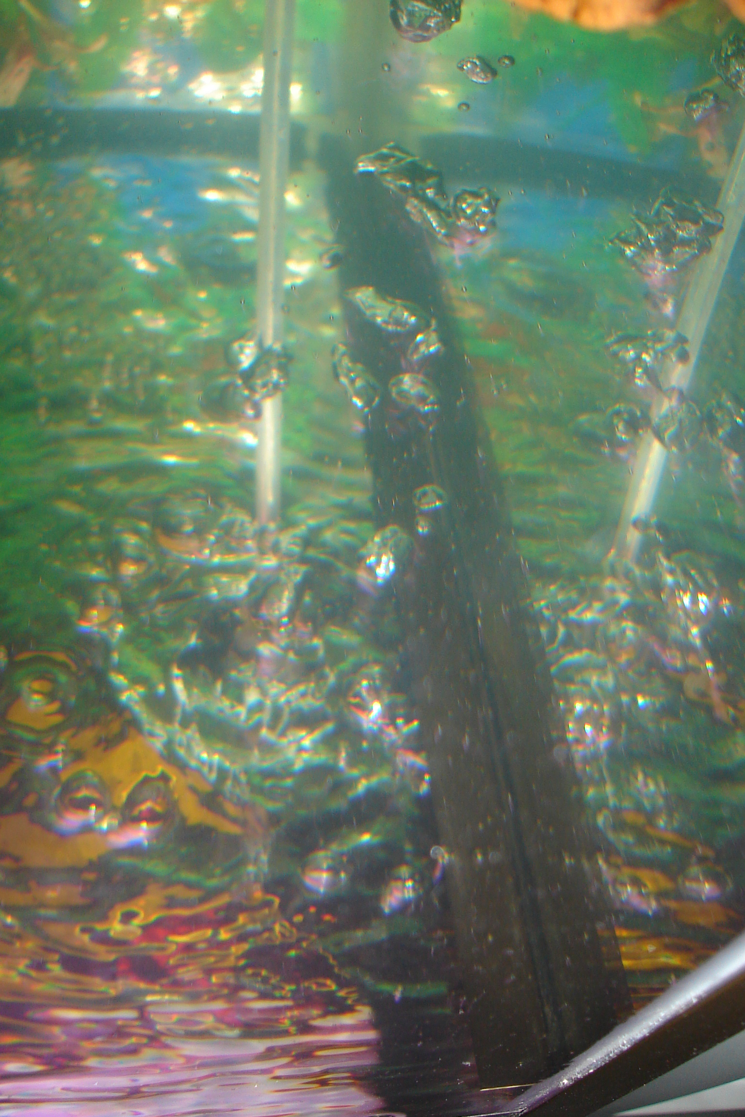 air bubbles in a fishtank tank fish under water poows