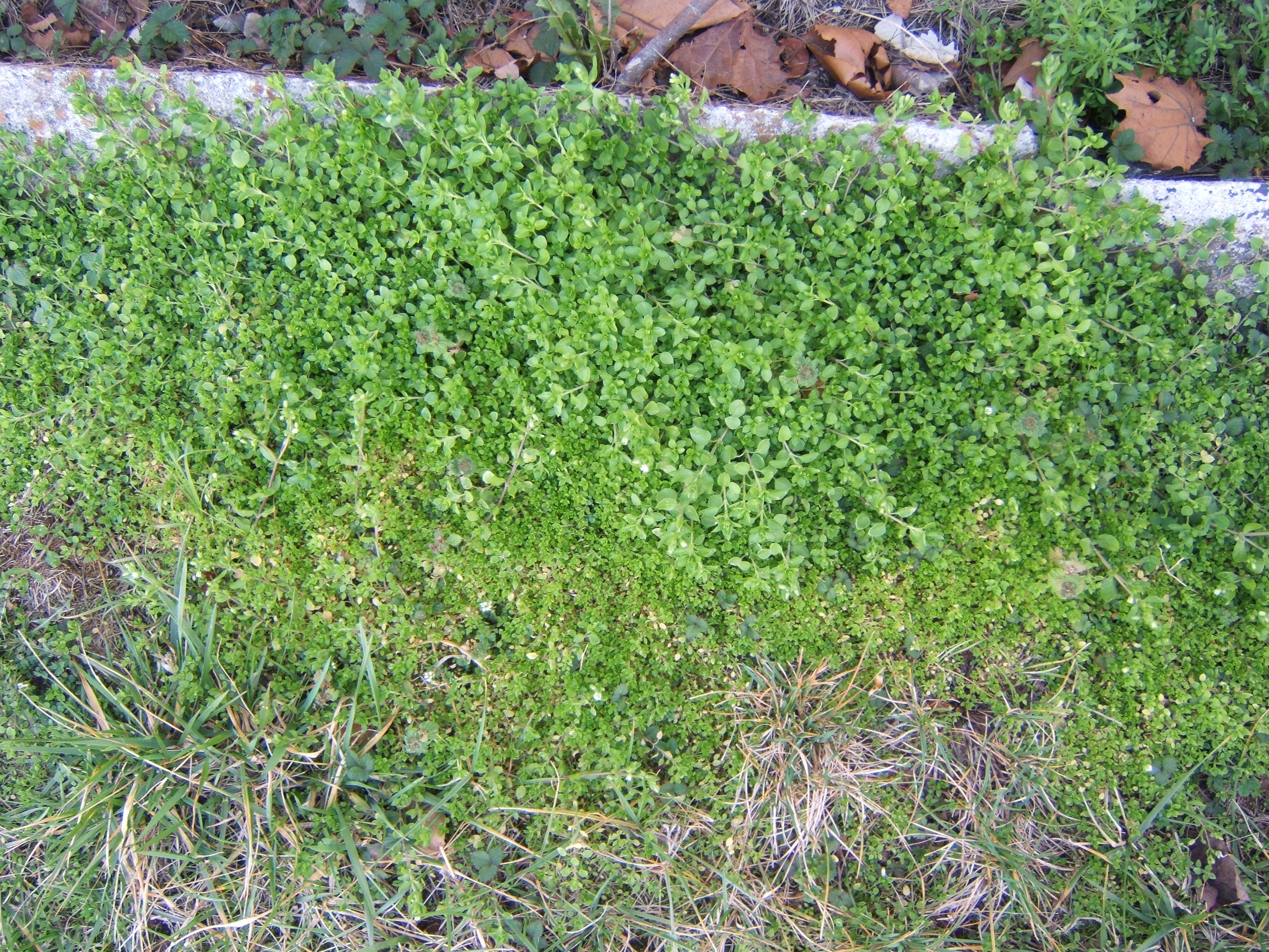 shanenieb plants plant green top grass