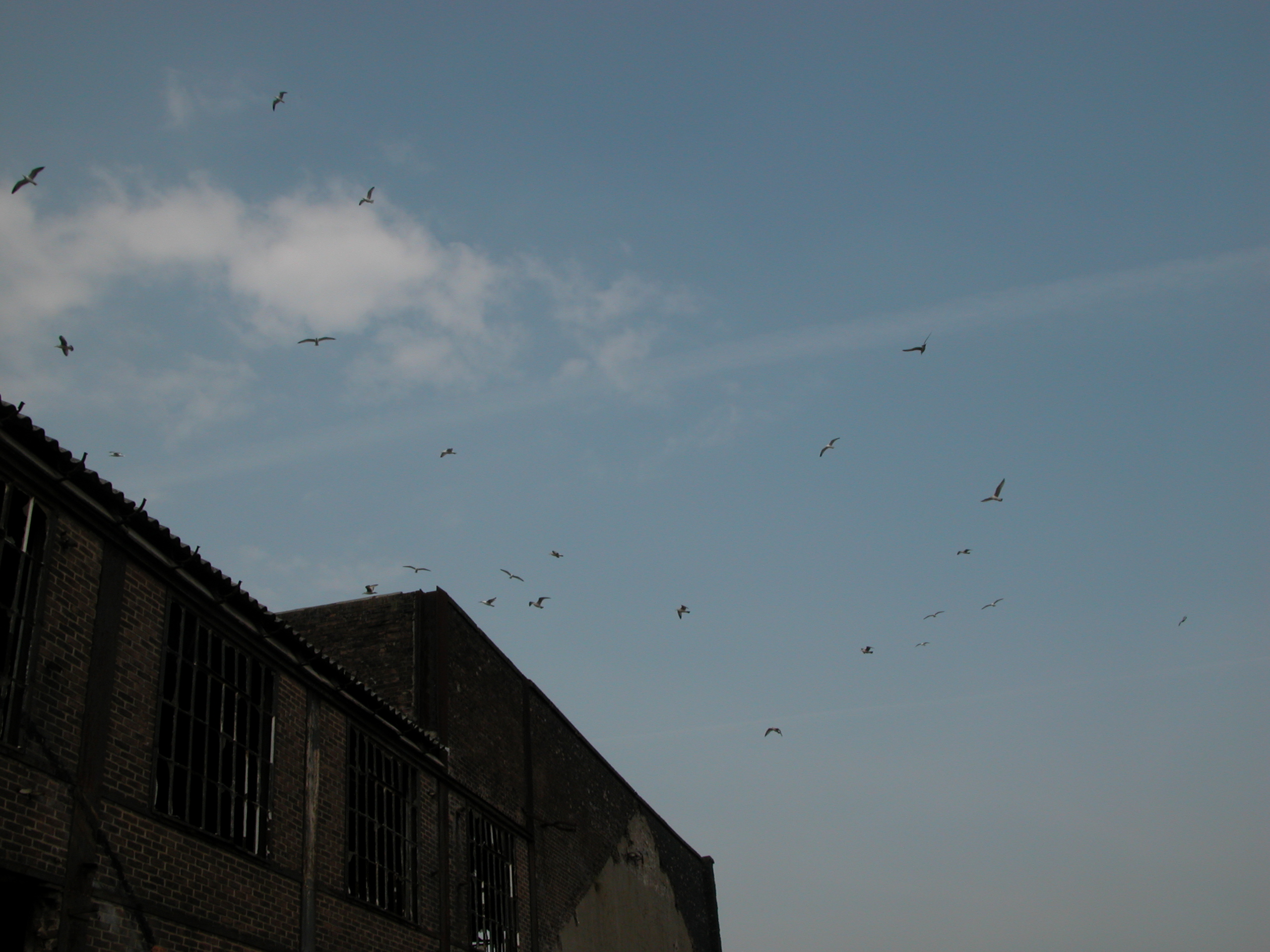 roof gulls flying factory building sky