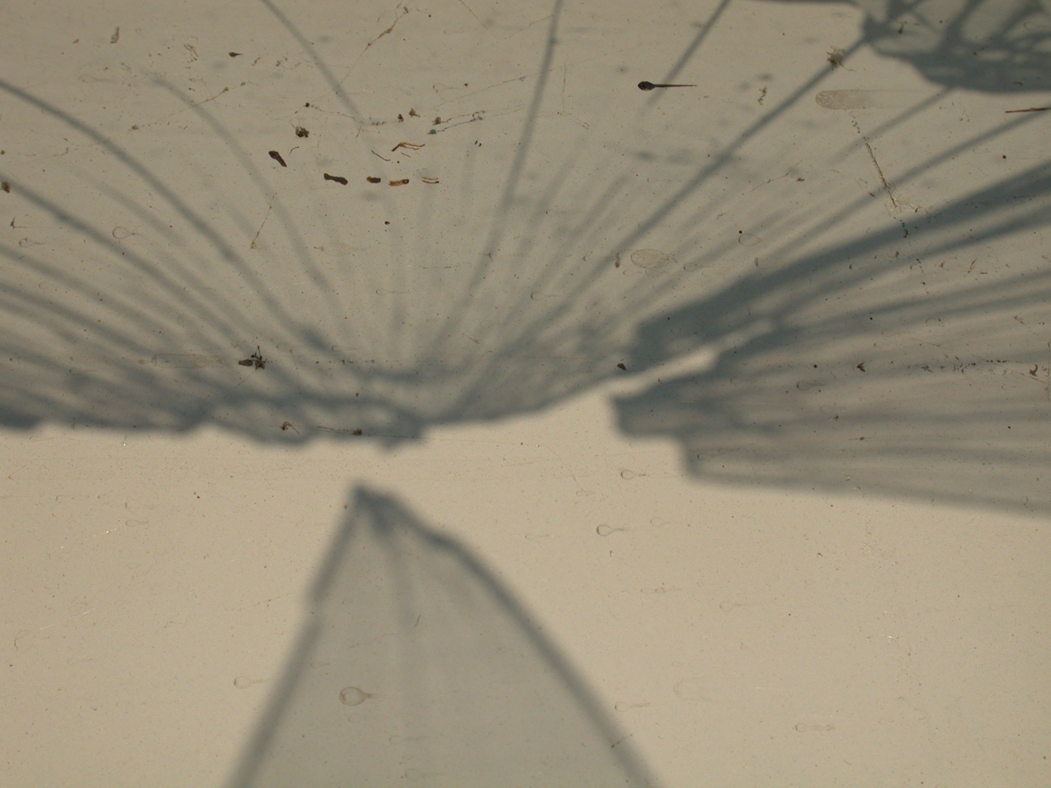 shadows of broken glass shattered shards