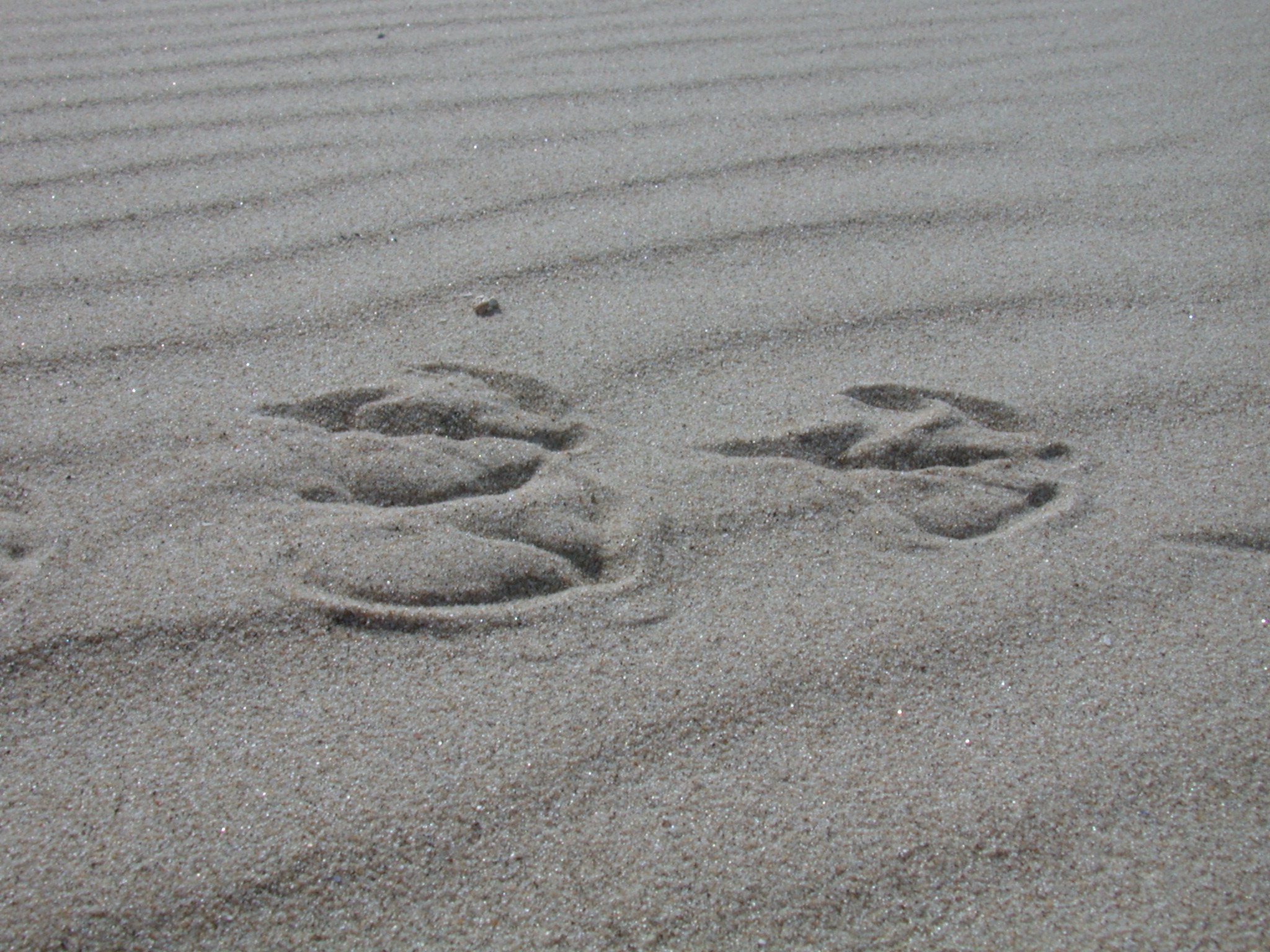 animal track tracks in the sand footprint footprints bird wading