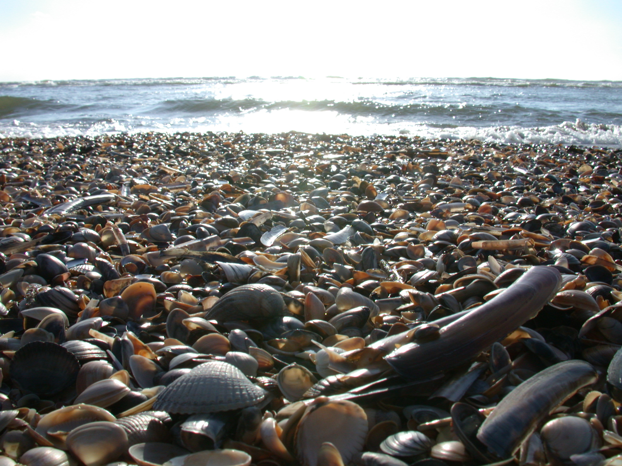 shiney shells on the beach sun waves beach coast image