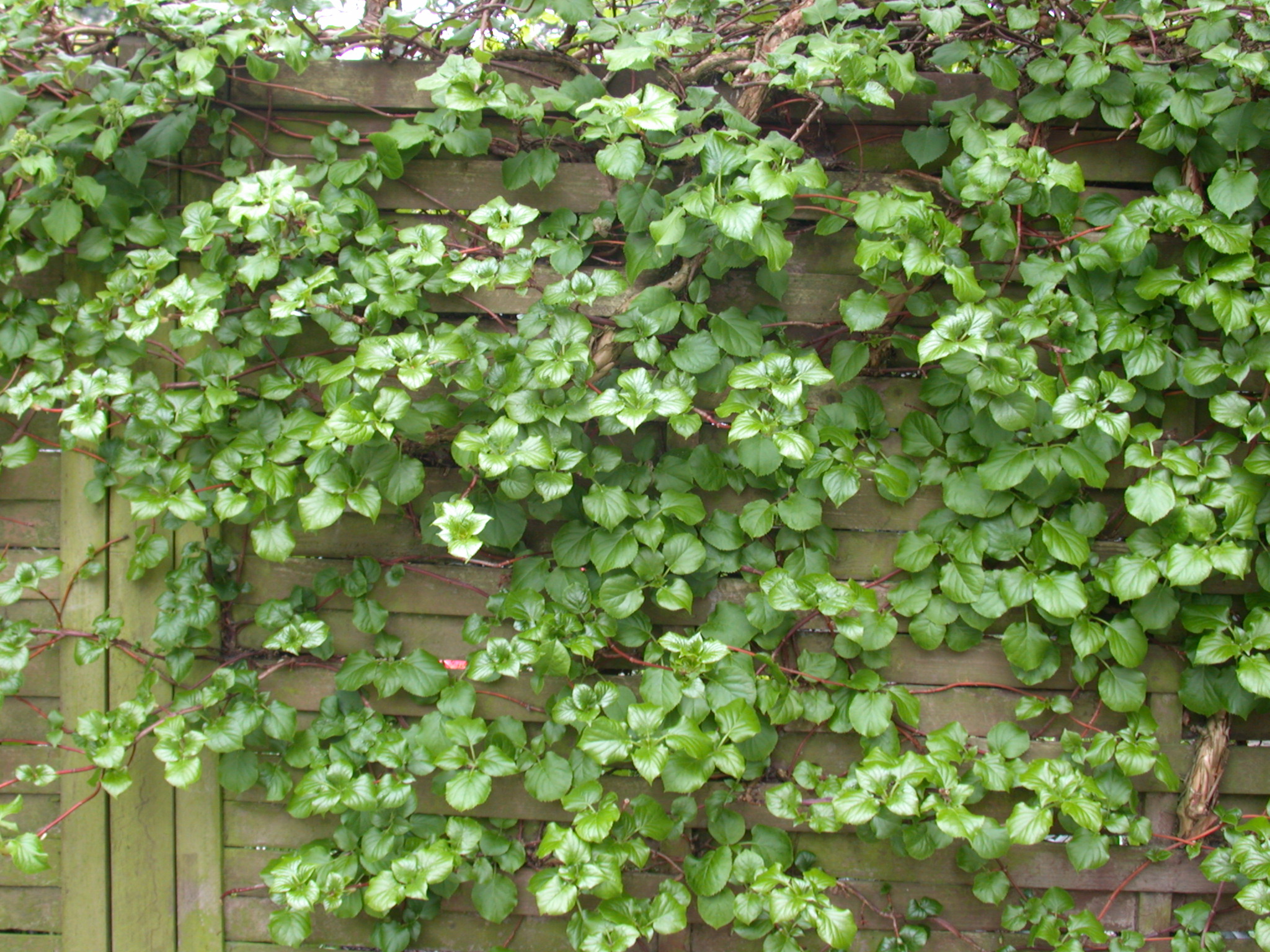 fence with plant growing over it vines leaves