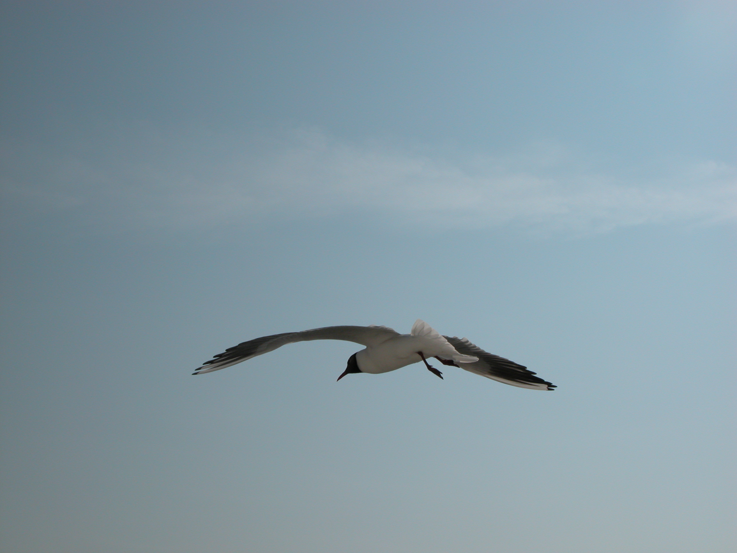 seagull gull bird flying wings wingspan