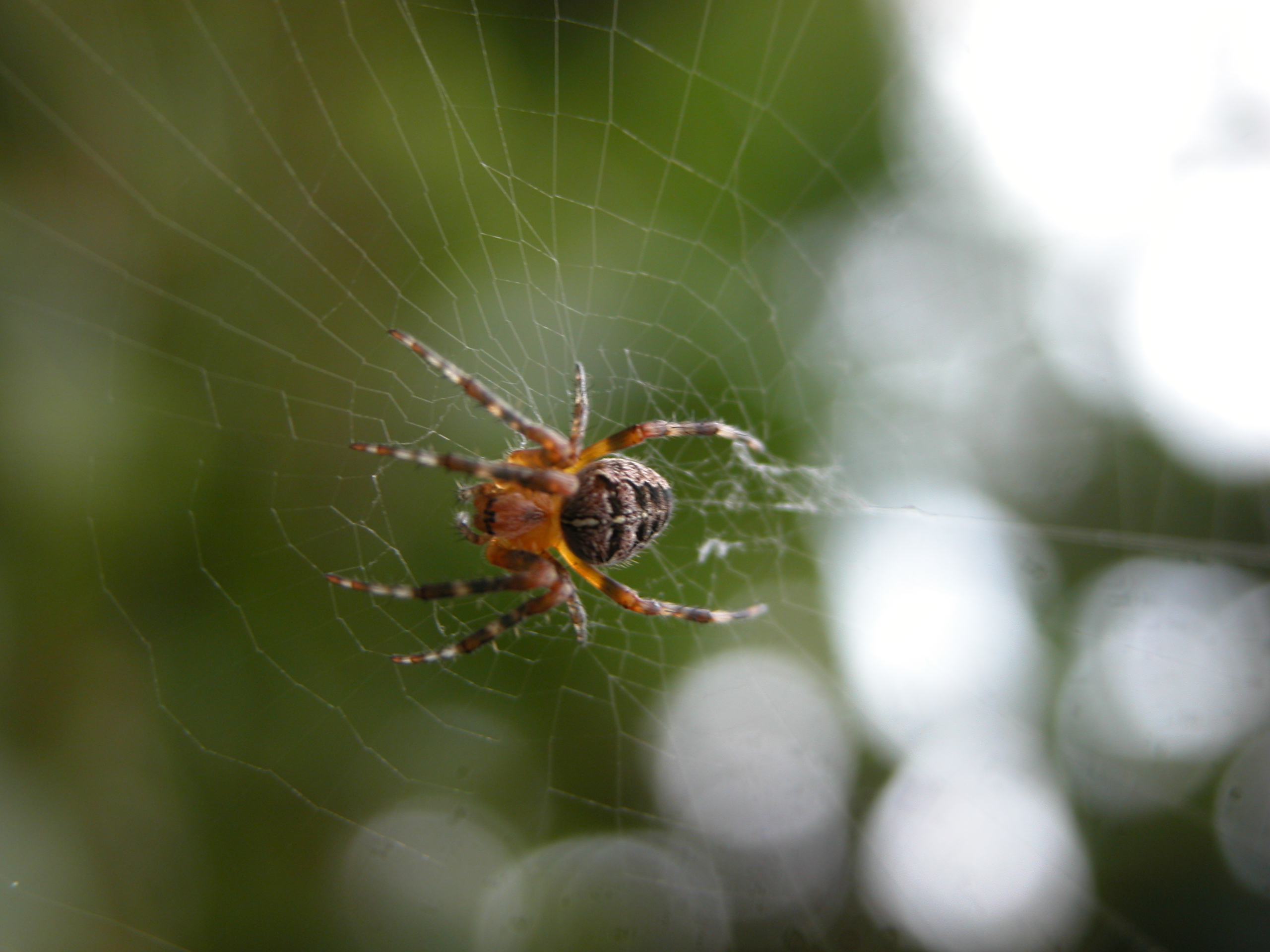 spider web morning dew waiting arachnoid
