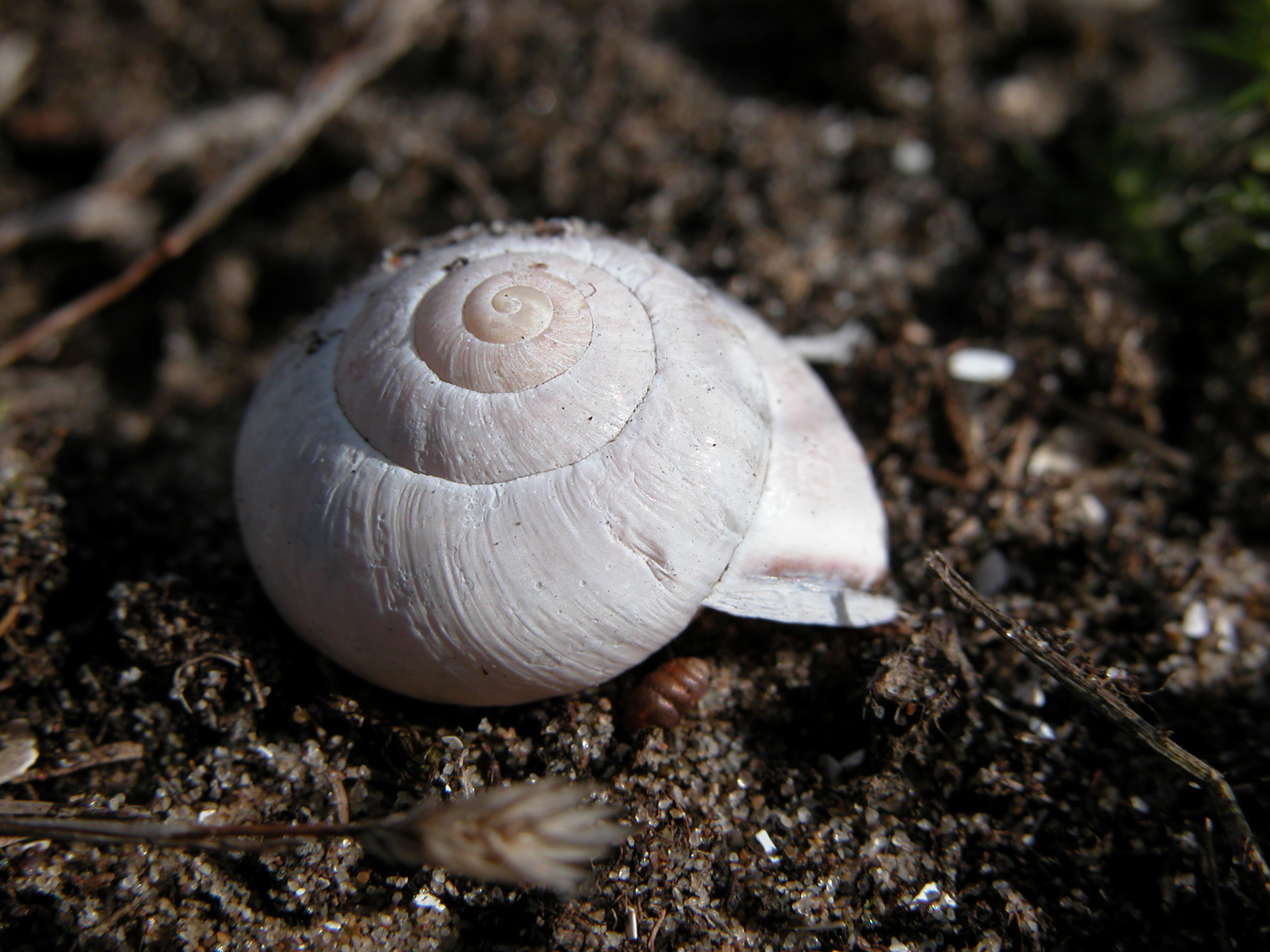 snails home abandoned earth white