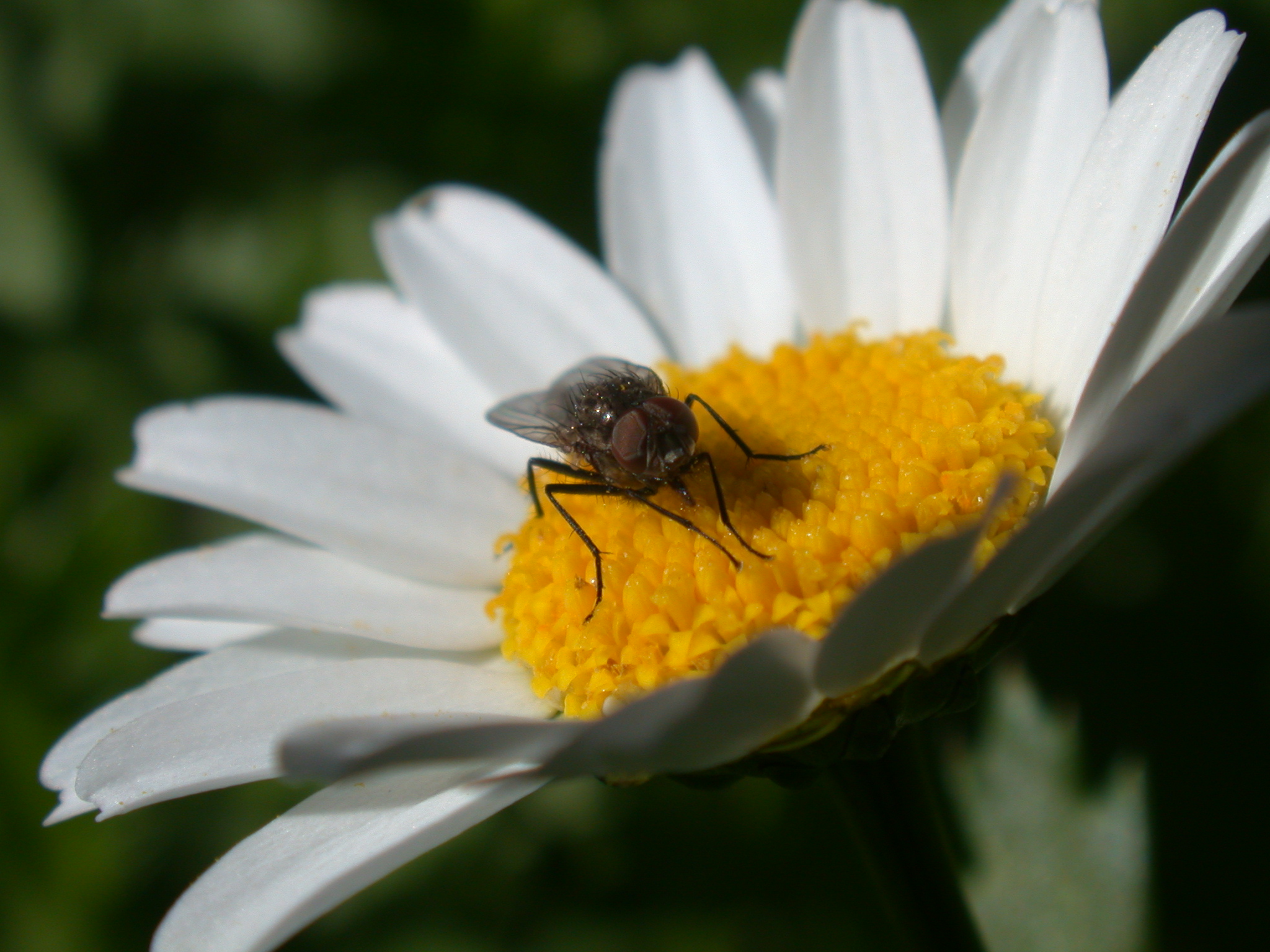 fly on a flower petals yellow horsefly black wings white hairs