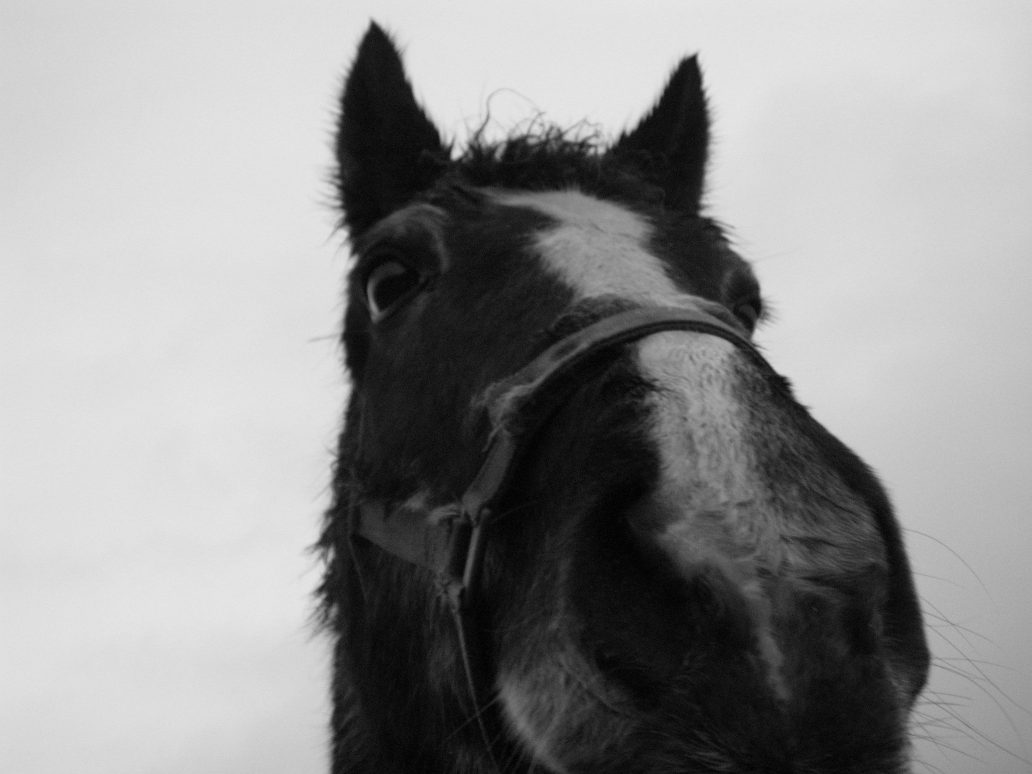 horse head black and white nose hairs