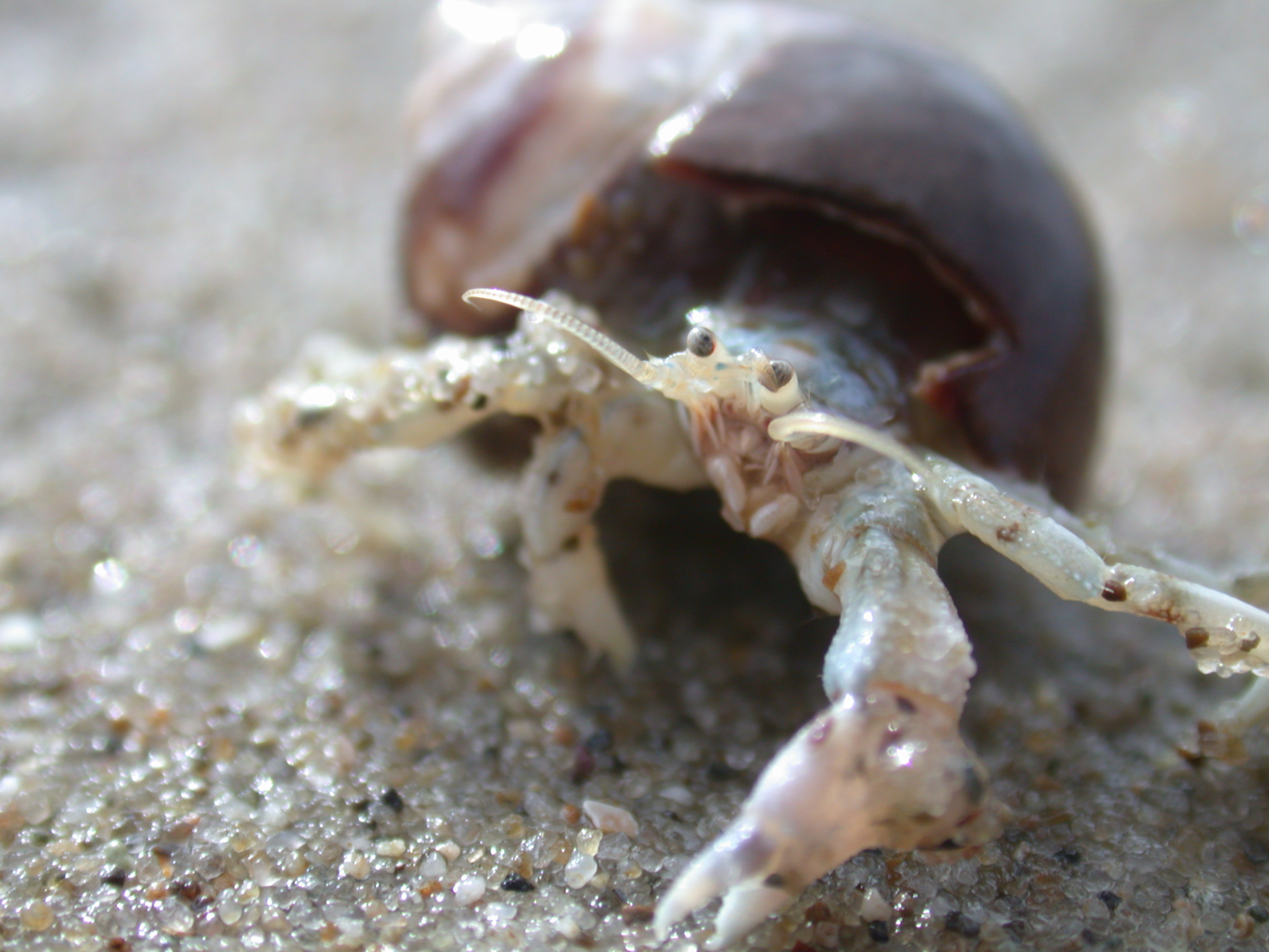 crab sea lobster shell
