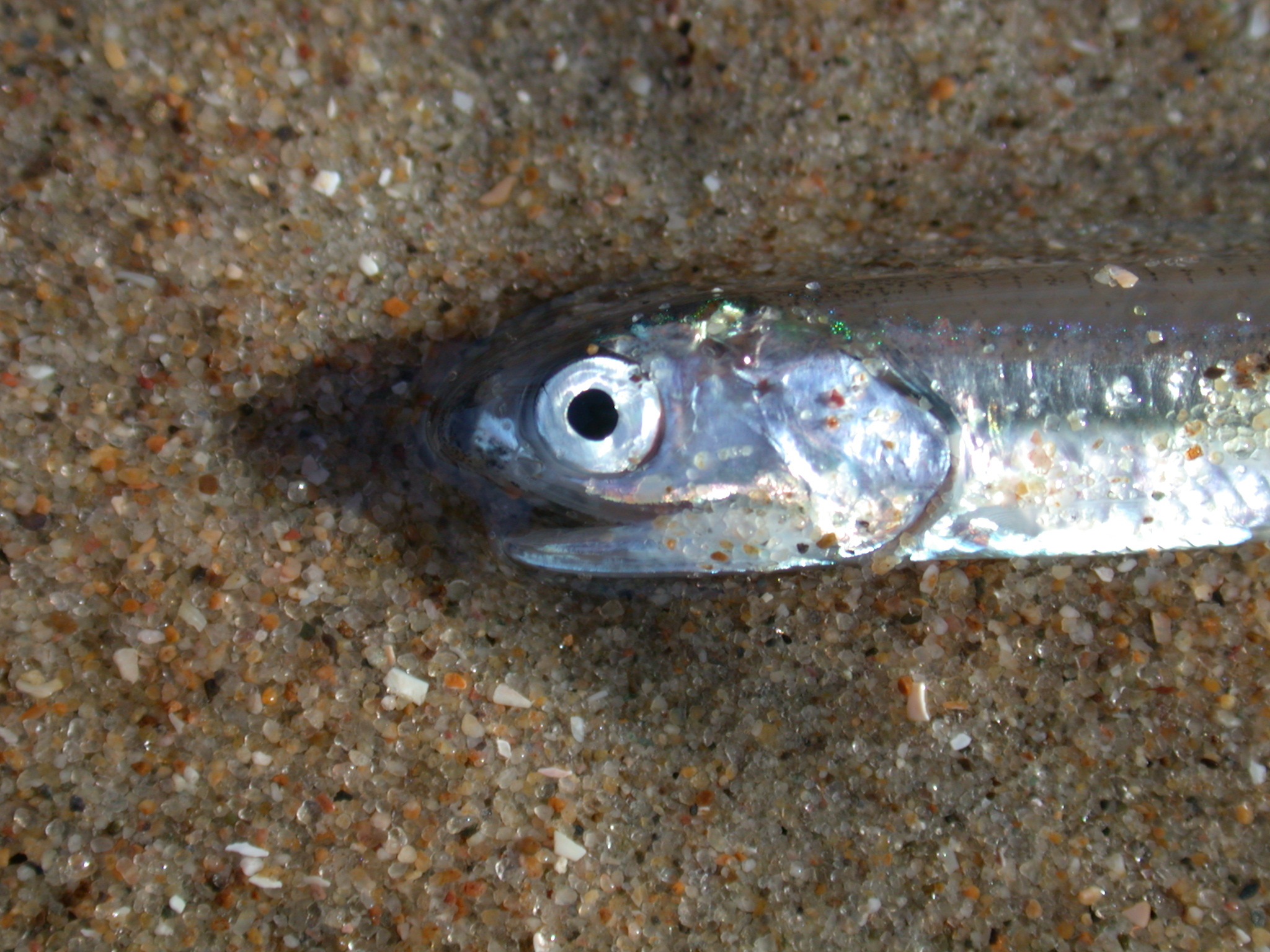 nature animals sea fish small macro eye side head
