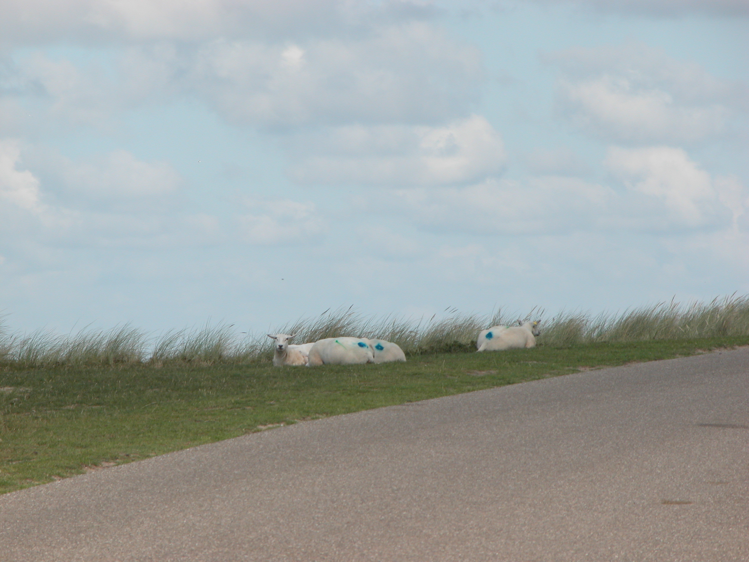 sheep side of the road grass