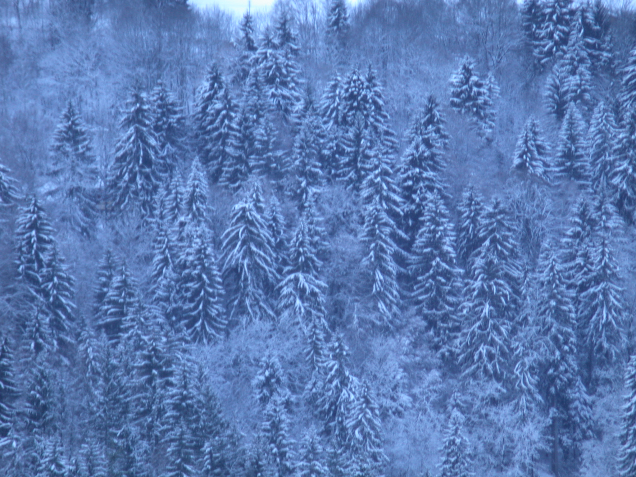 cold forest pines blue winter Christmas