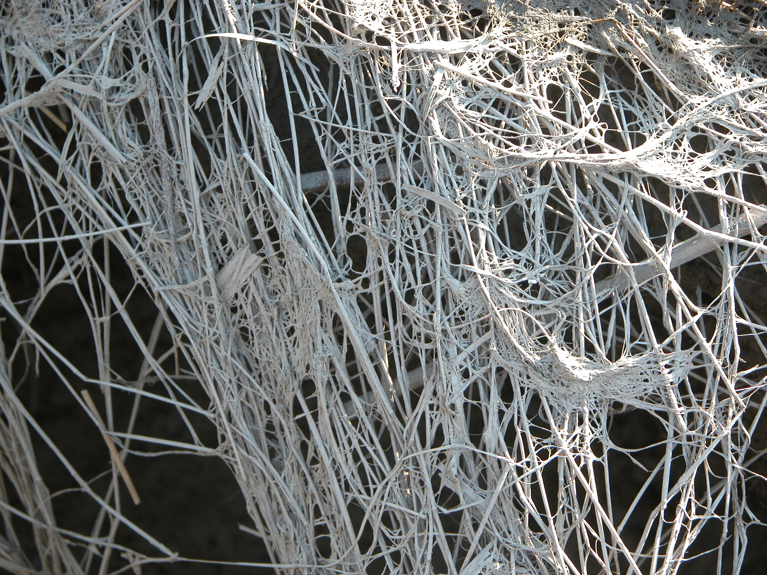 organic dry material white web