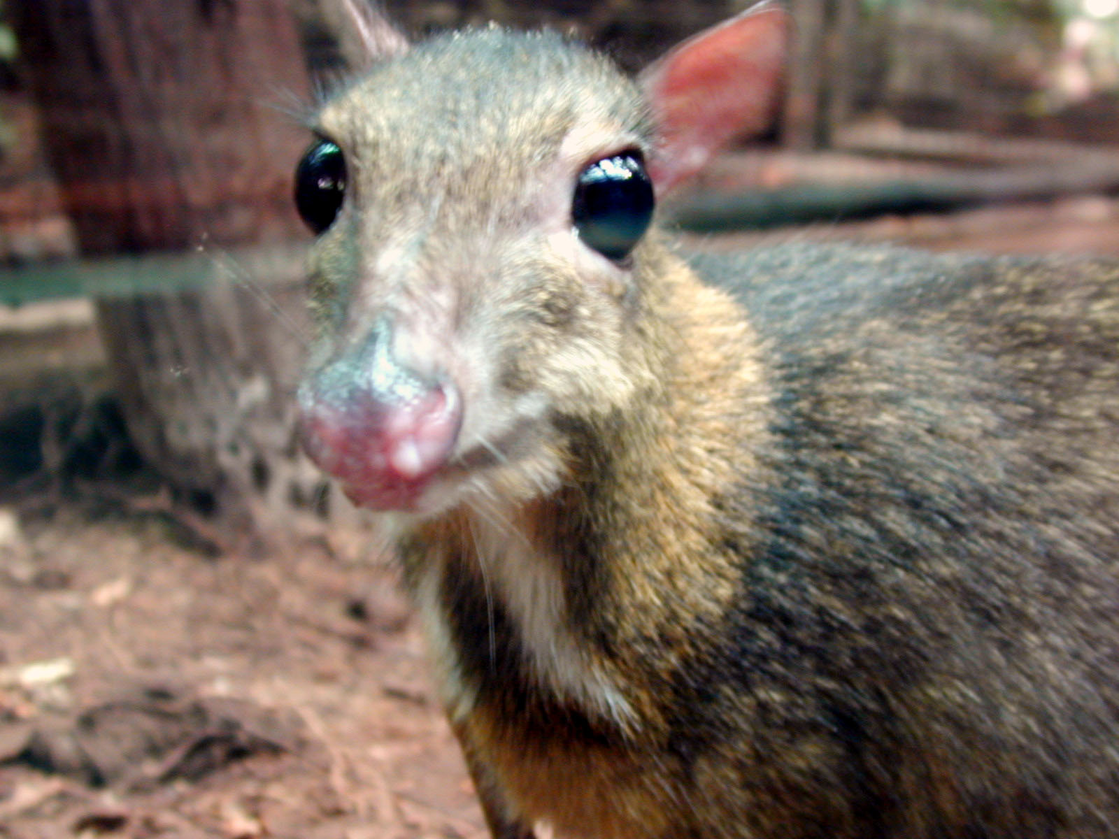 animal big eyes mouse