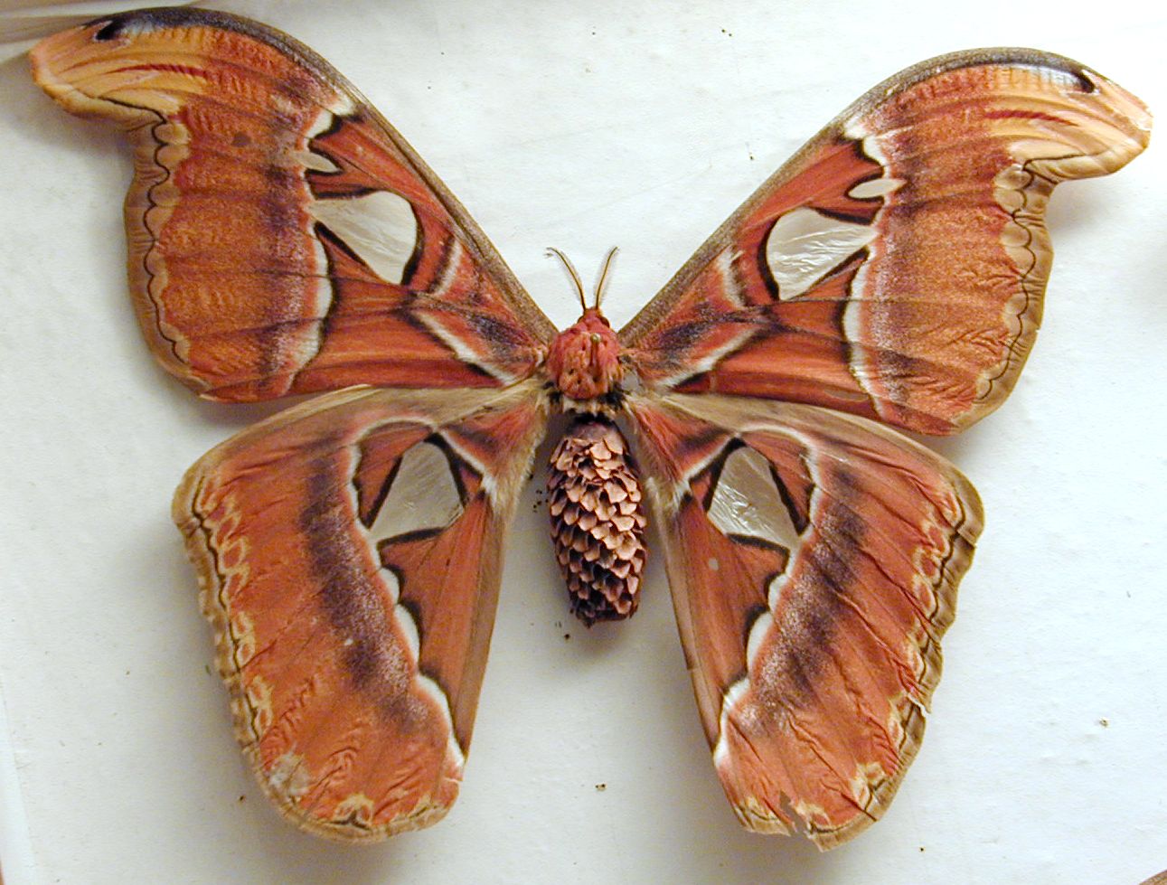 moth fircone fir hair hairy butterfly wing wings white orange red brown black pattern vein insect top