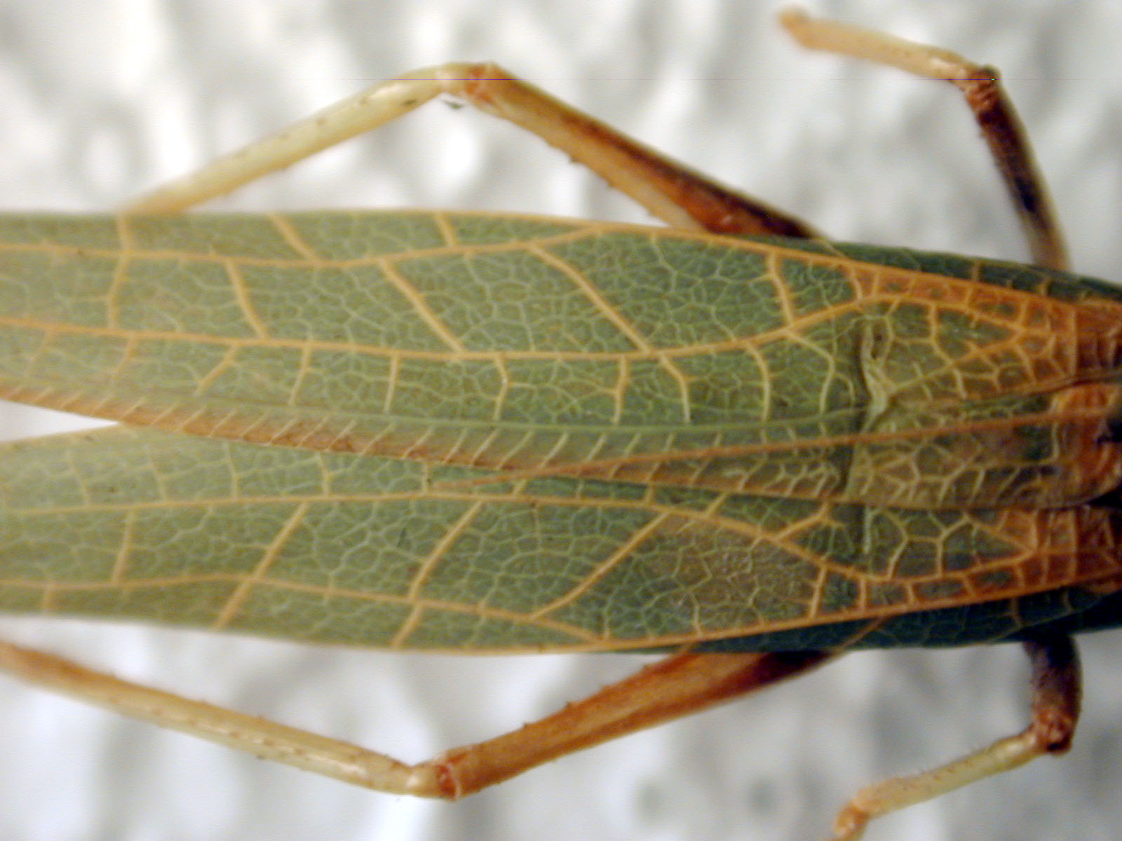 * green texture wing grasshopper macro top cricket locust insect blur