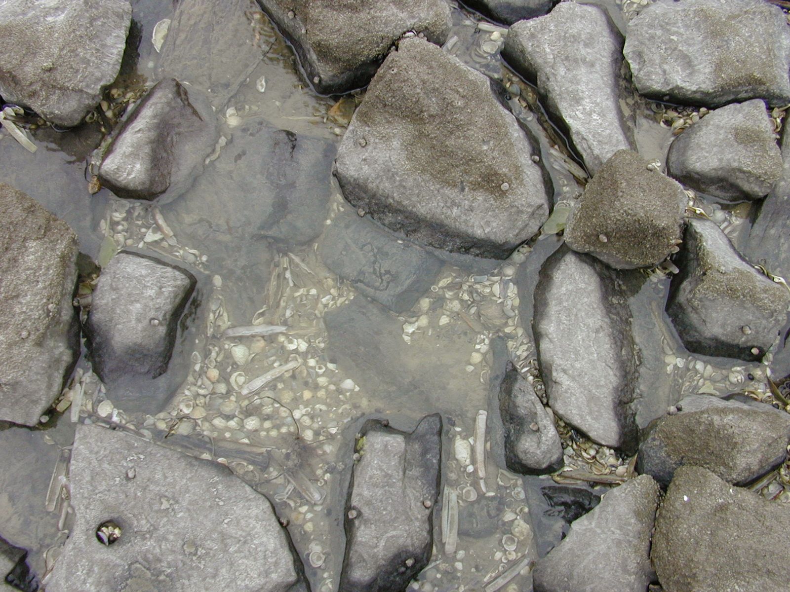 water sea shore shell stone rock gray grey