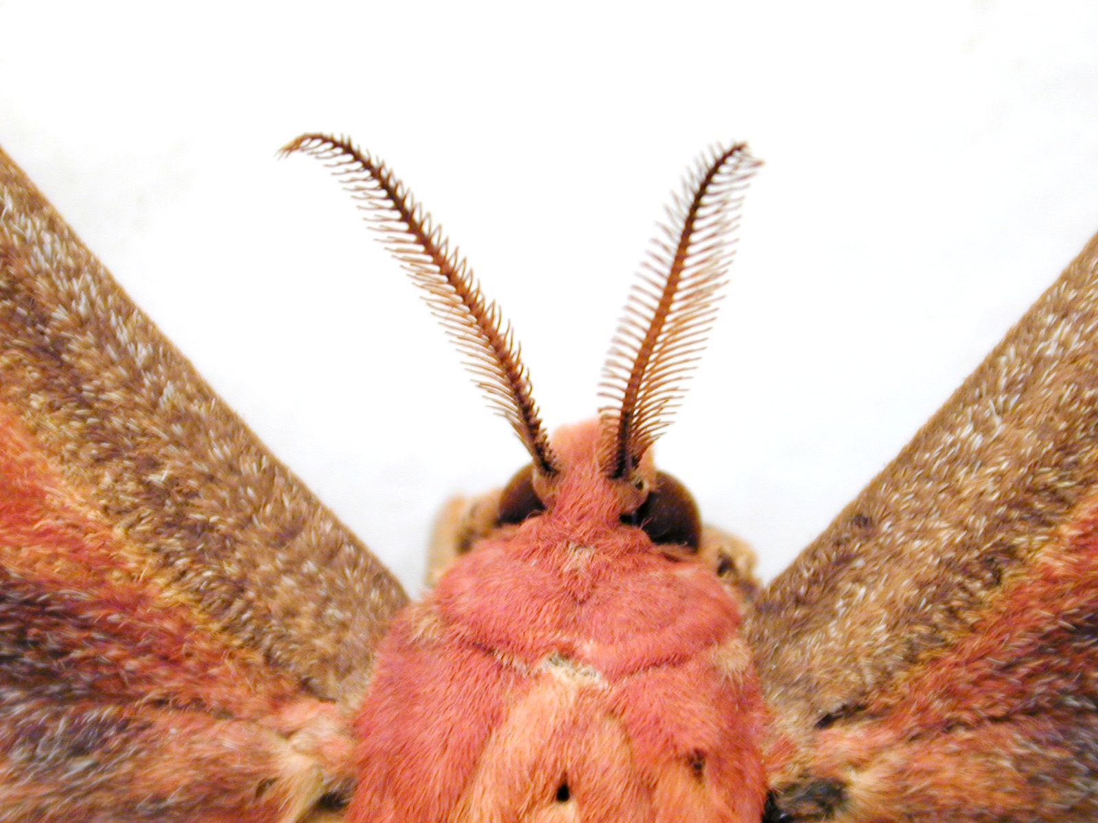 moth insect butterfly antenna eye hair hairy red brown top macro head