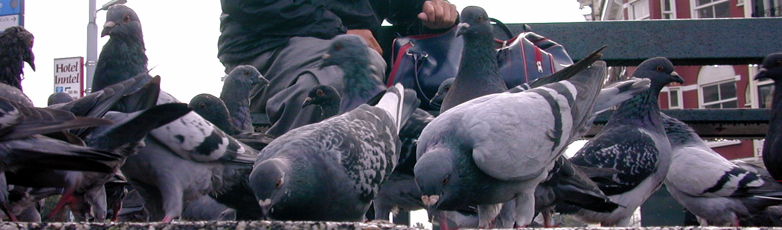 pigeons doves red eye grey black flock feeding