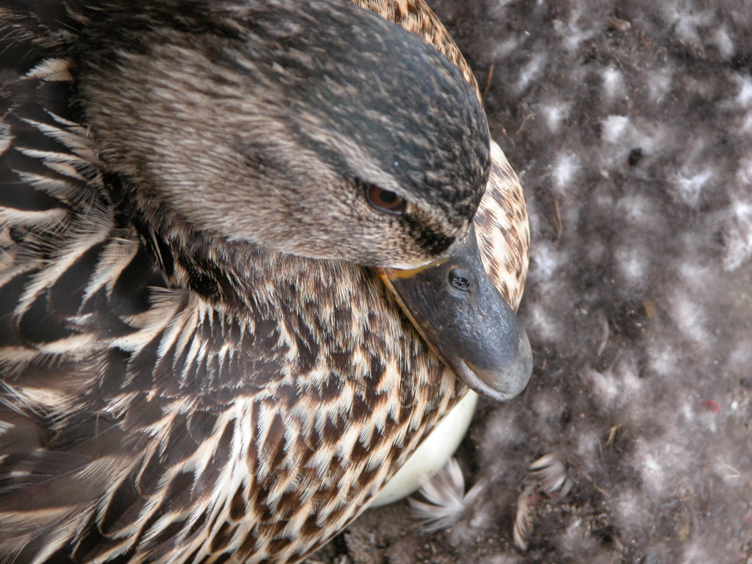 very angry looking duck up close brown