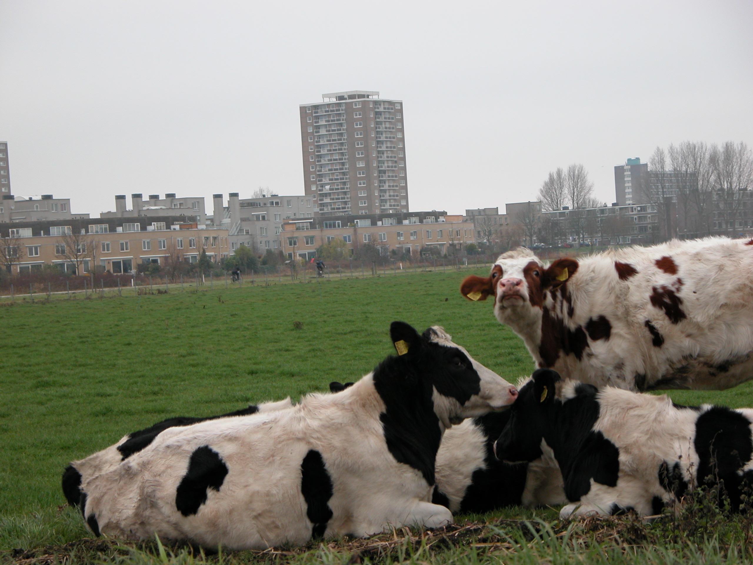 cows in front of buildings city end