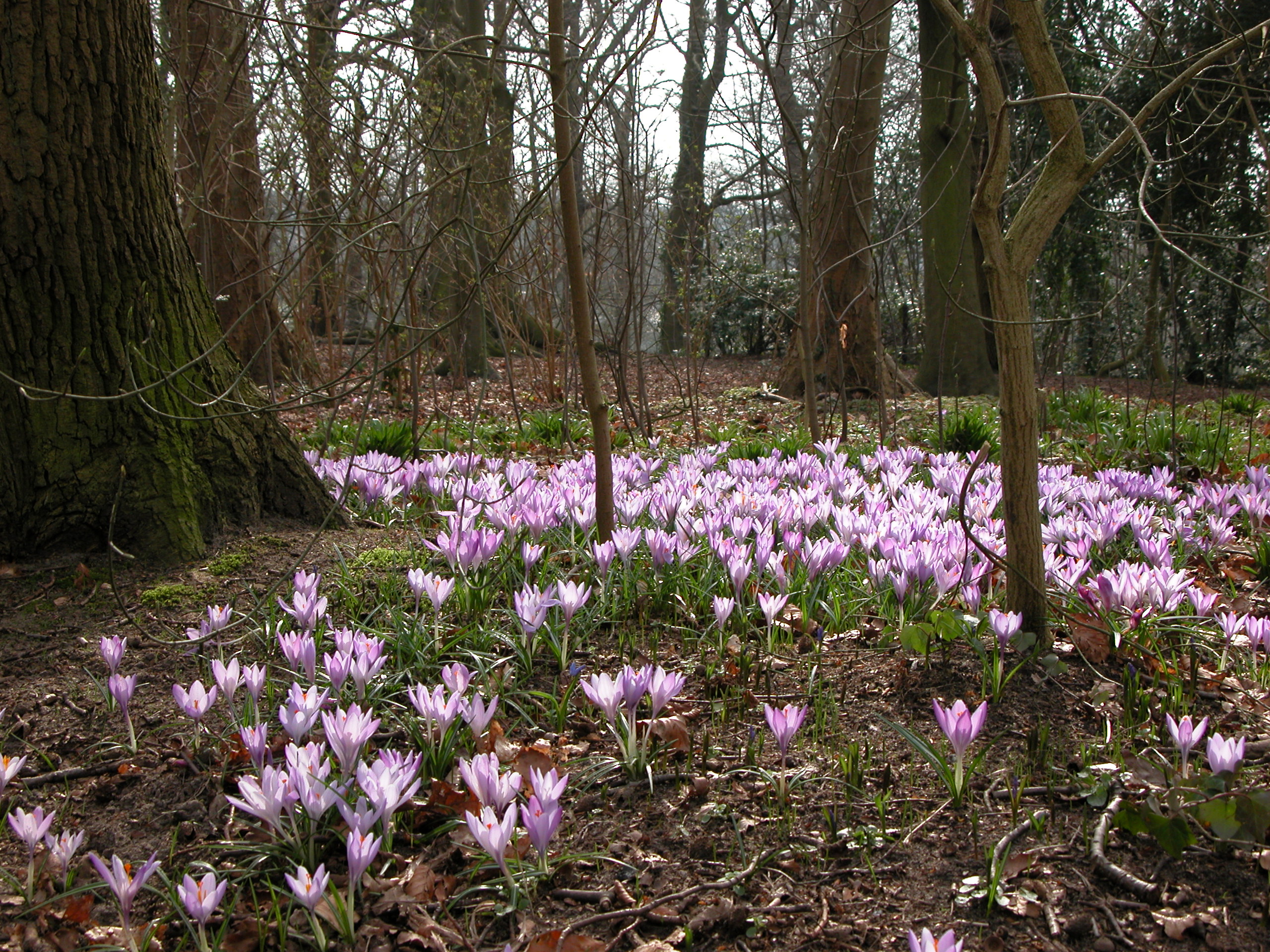 forest floor pink lilac flower flowers royalty-free