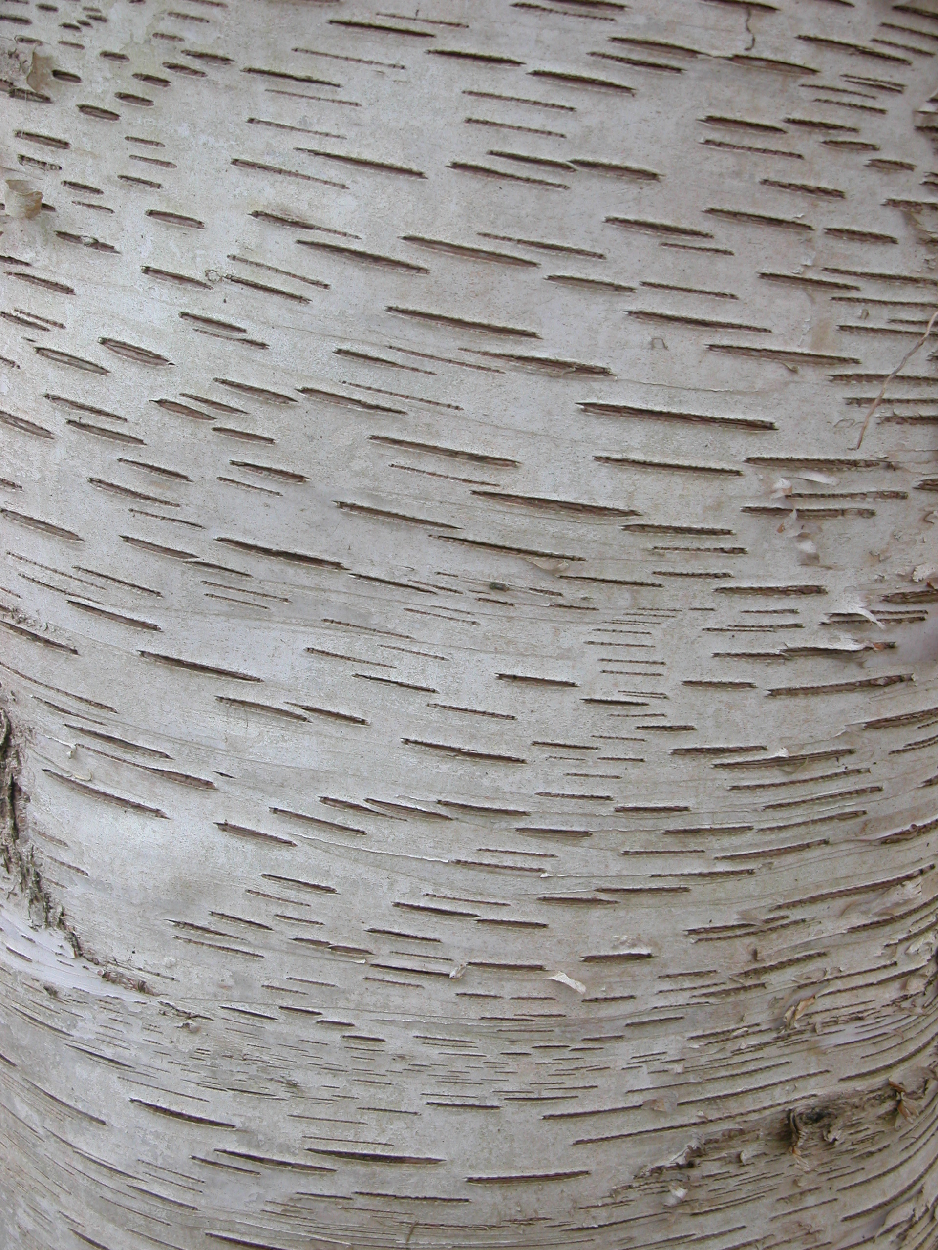 woods texture birch fine bark white