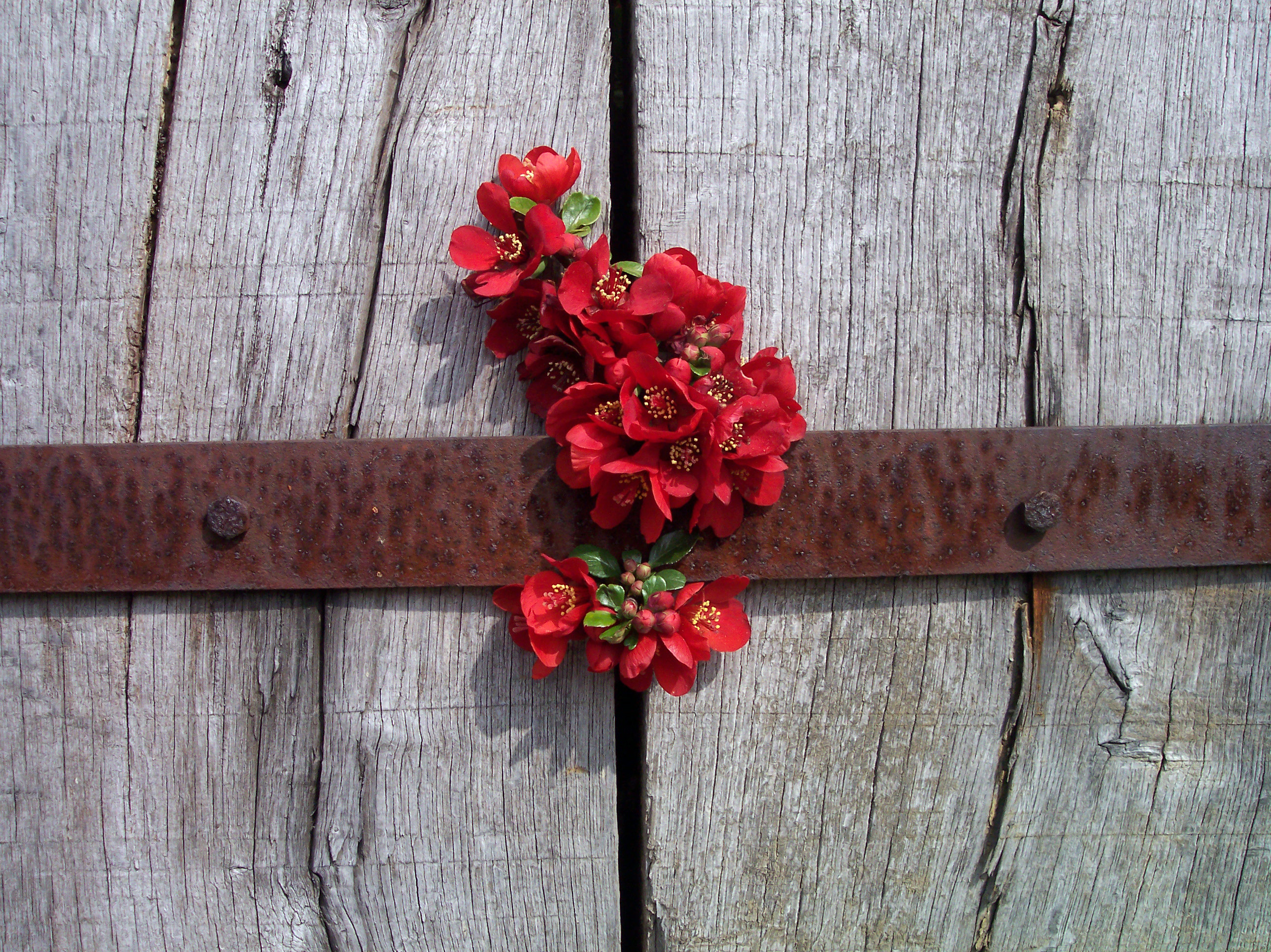 dario roses flowers bouquet red remembrance gate