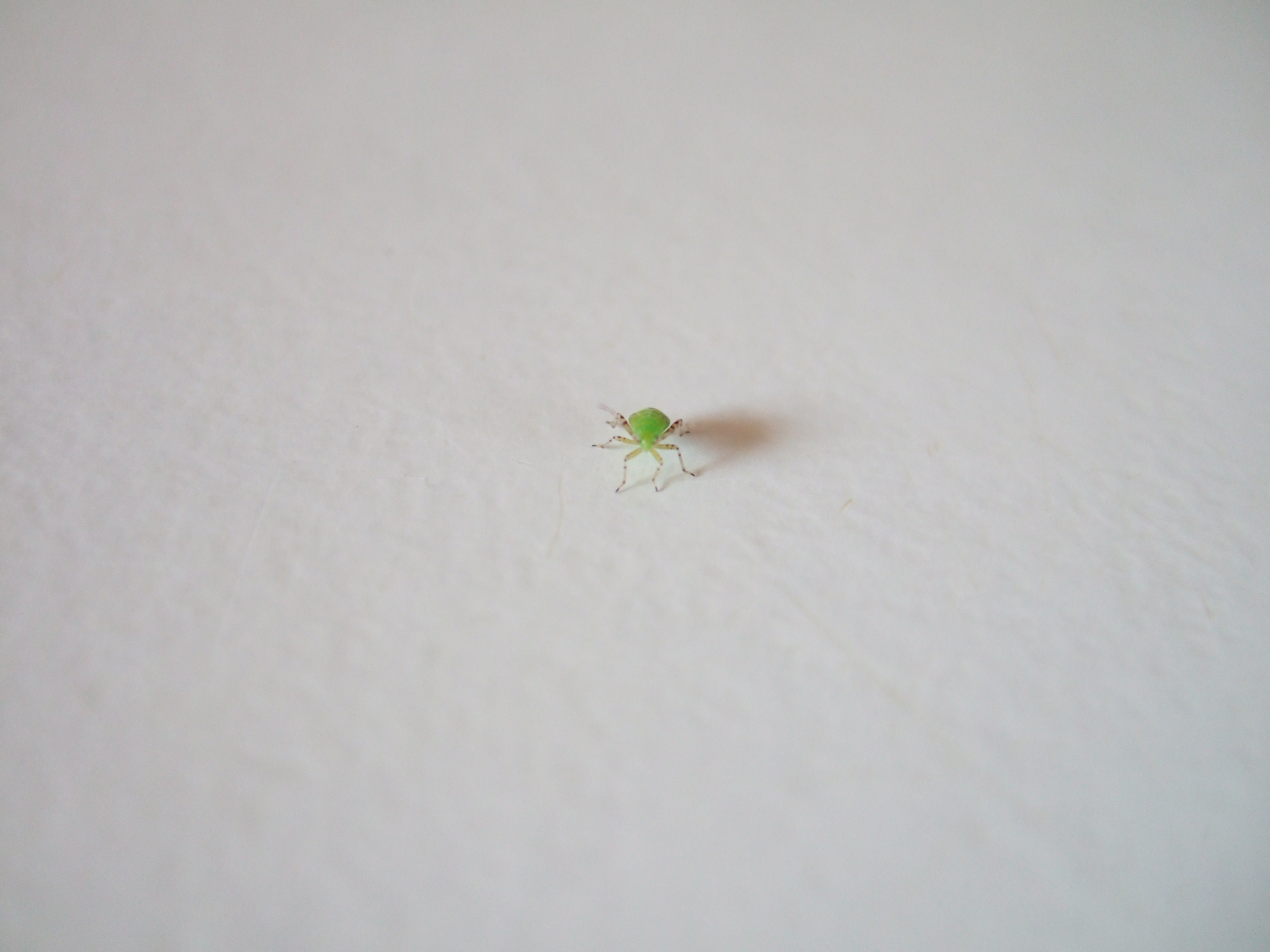 tabus insect green tiny louse white background legs