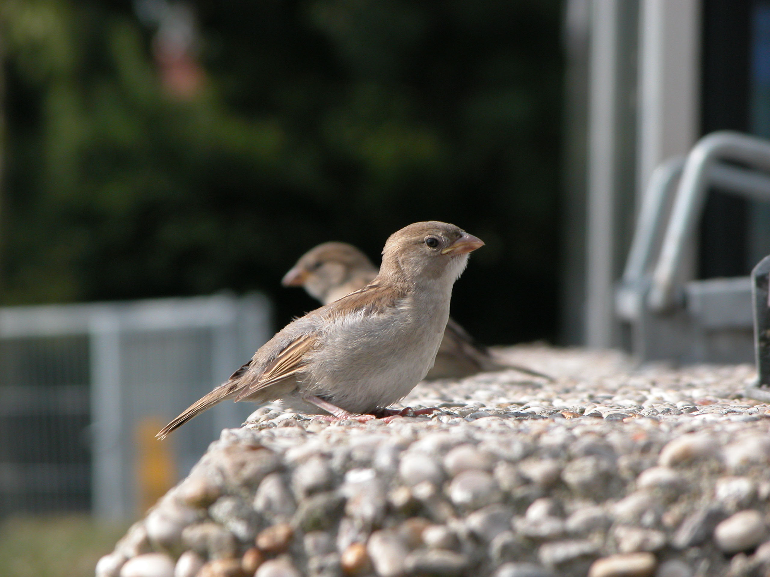 nature animals birds sparrow side female
