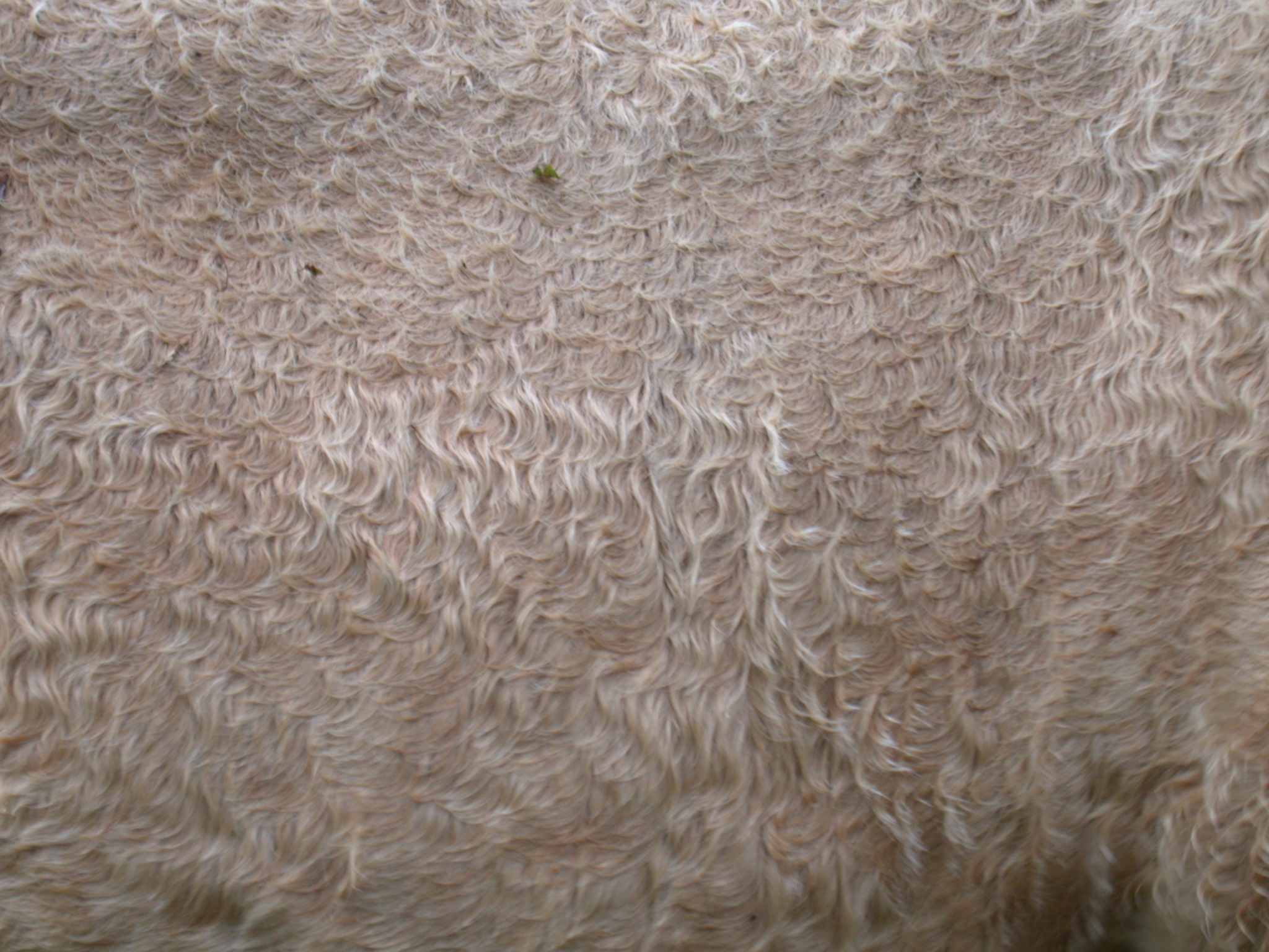 fur horse wooly soft warm