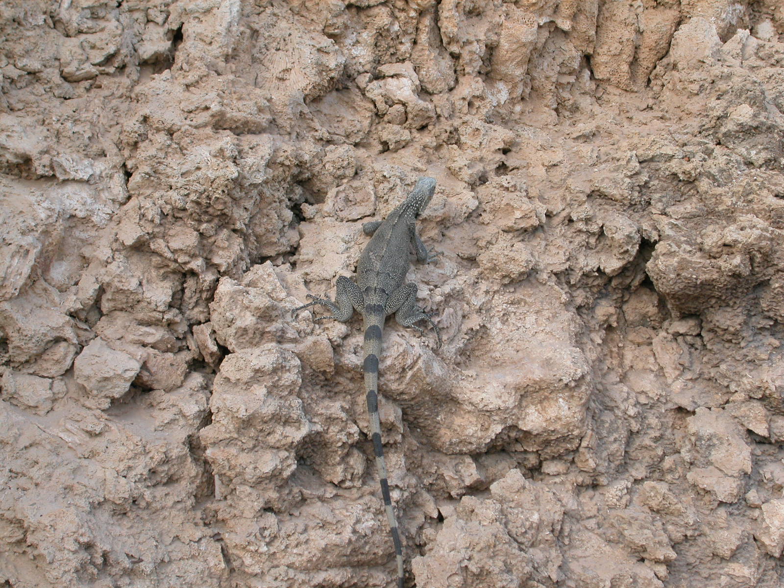 lizard on rocks rock face reptile