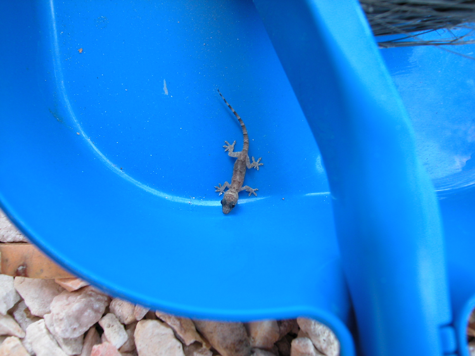 jacco curacao blue plastic lizzard nature animals land babylizzard baby top gecko gekko