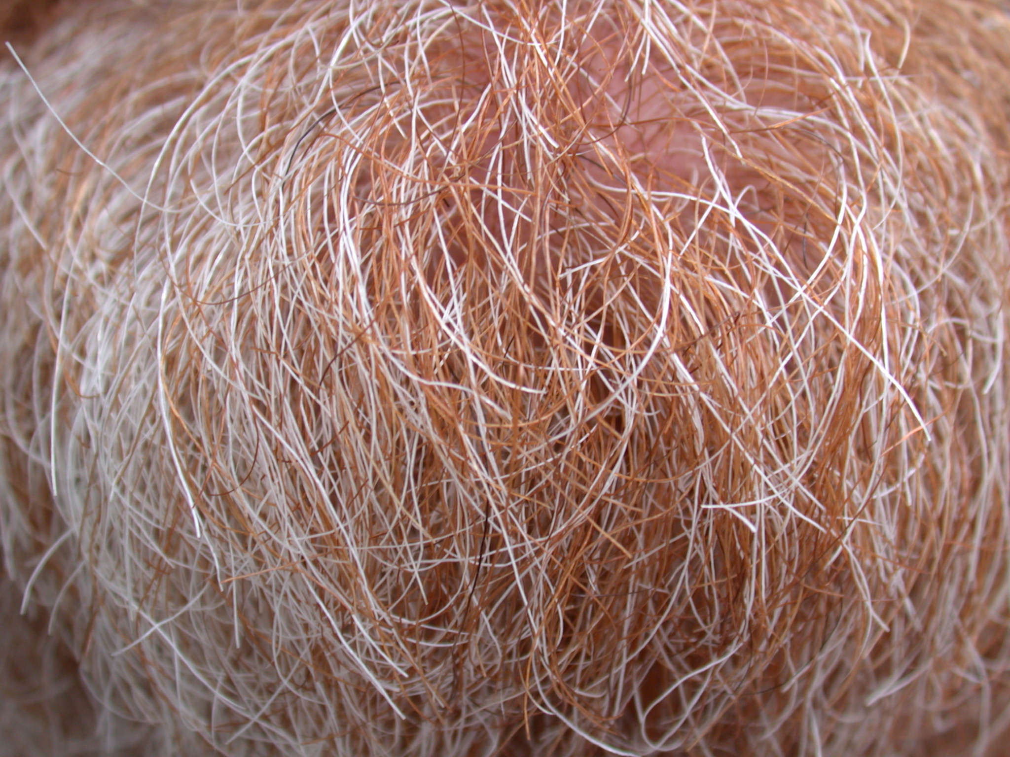 beard hair brown white grey free hair texture