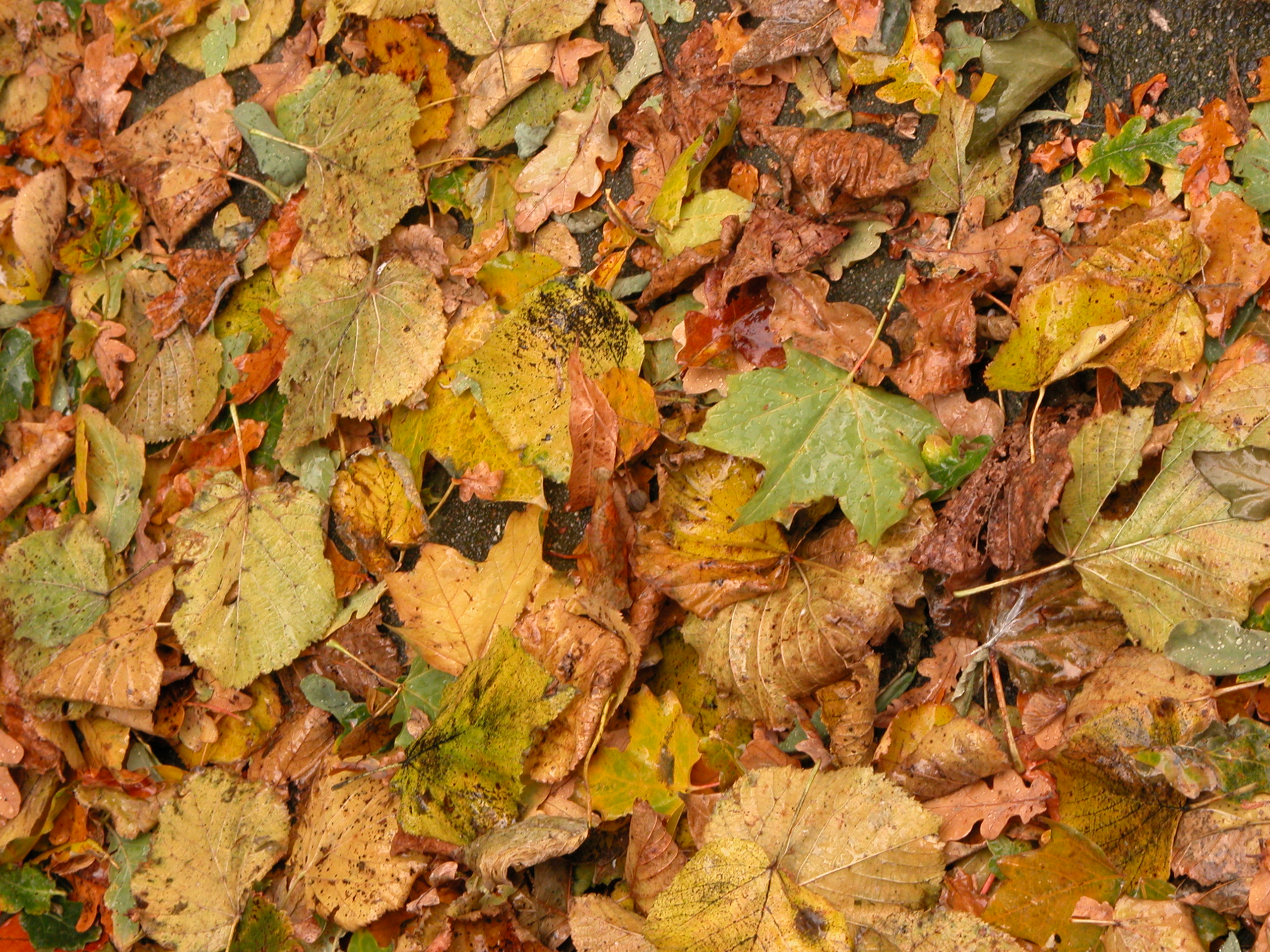 leaf leafs brown yellow gold heap autumn fallen forrest forest floor