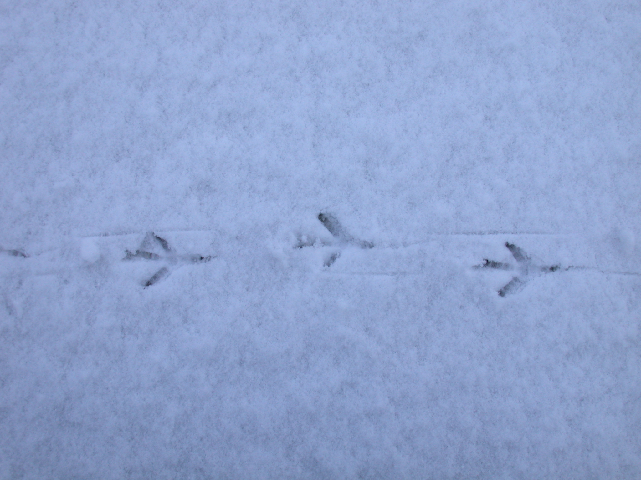 bird foot prints in snow inprints