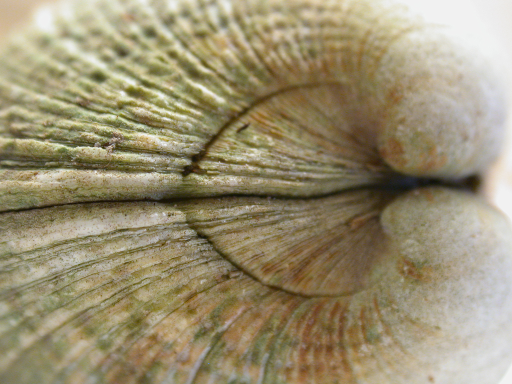 shell closeup cracks seashell white beige craggy crisp images
