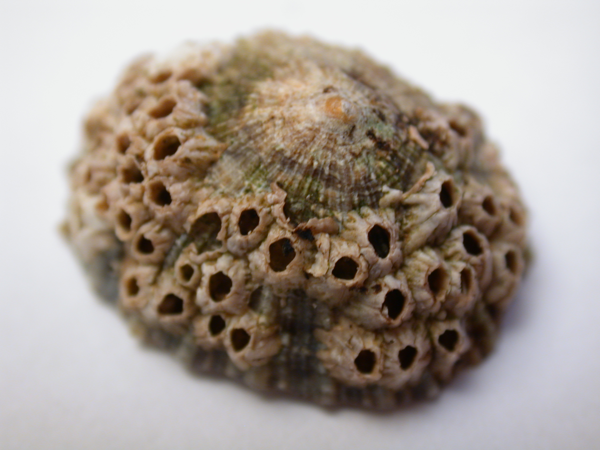 nature animals sea shell top