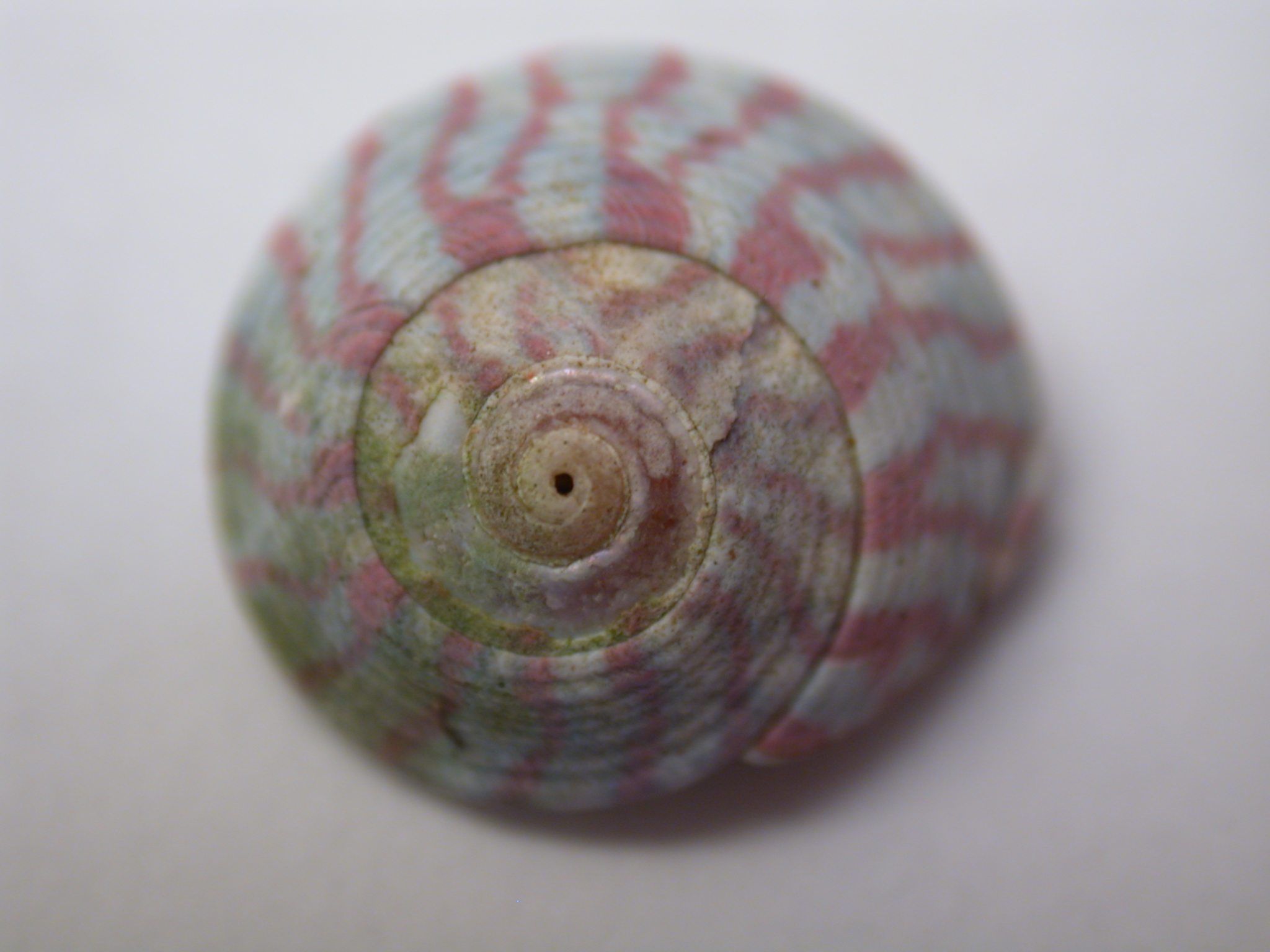 nature animals sea shell snail top spiral