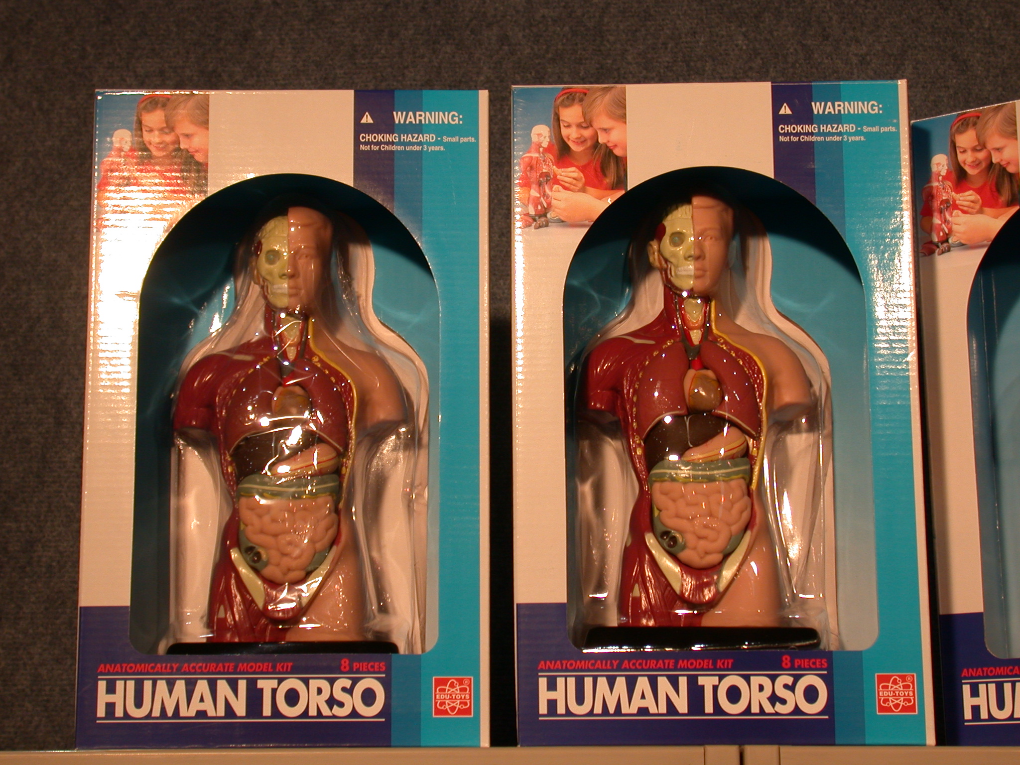 human nature characters humanoids torso toy toys box boxes plastic guts organs humanparts shelf anatomy modelkit model kit pieces