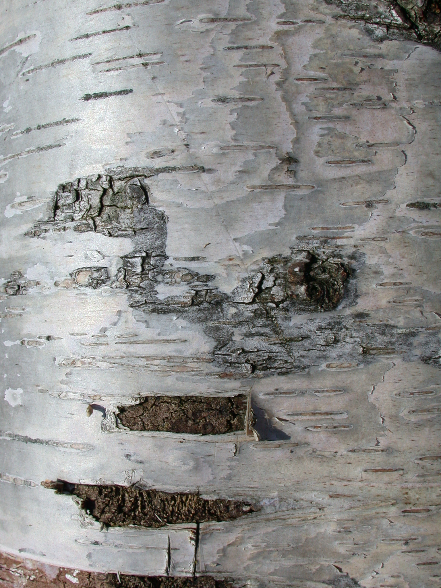 birch bark white tree